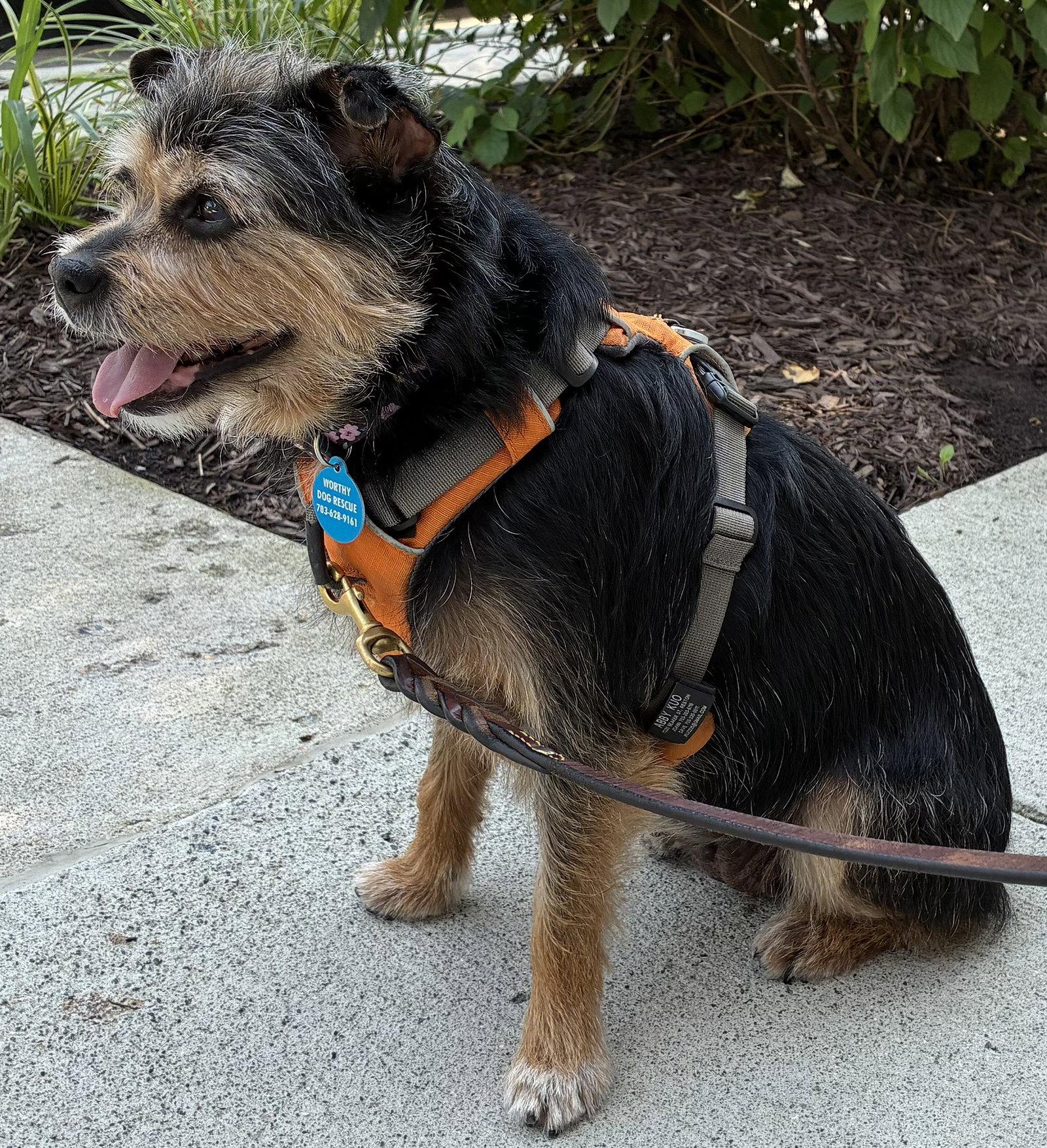 Enlarge Lolli, a Adoptable Terrier in Arlington, VA image 3/3