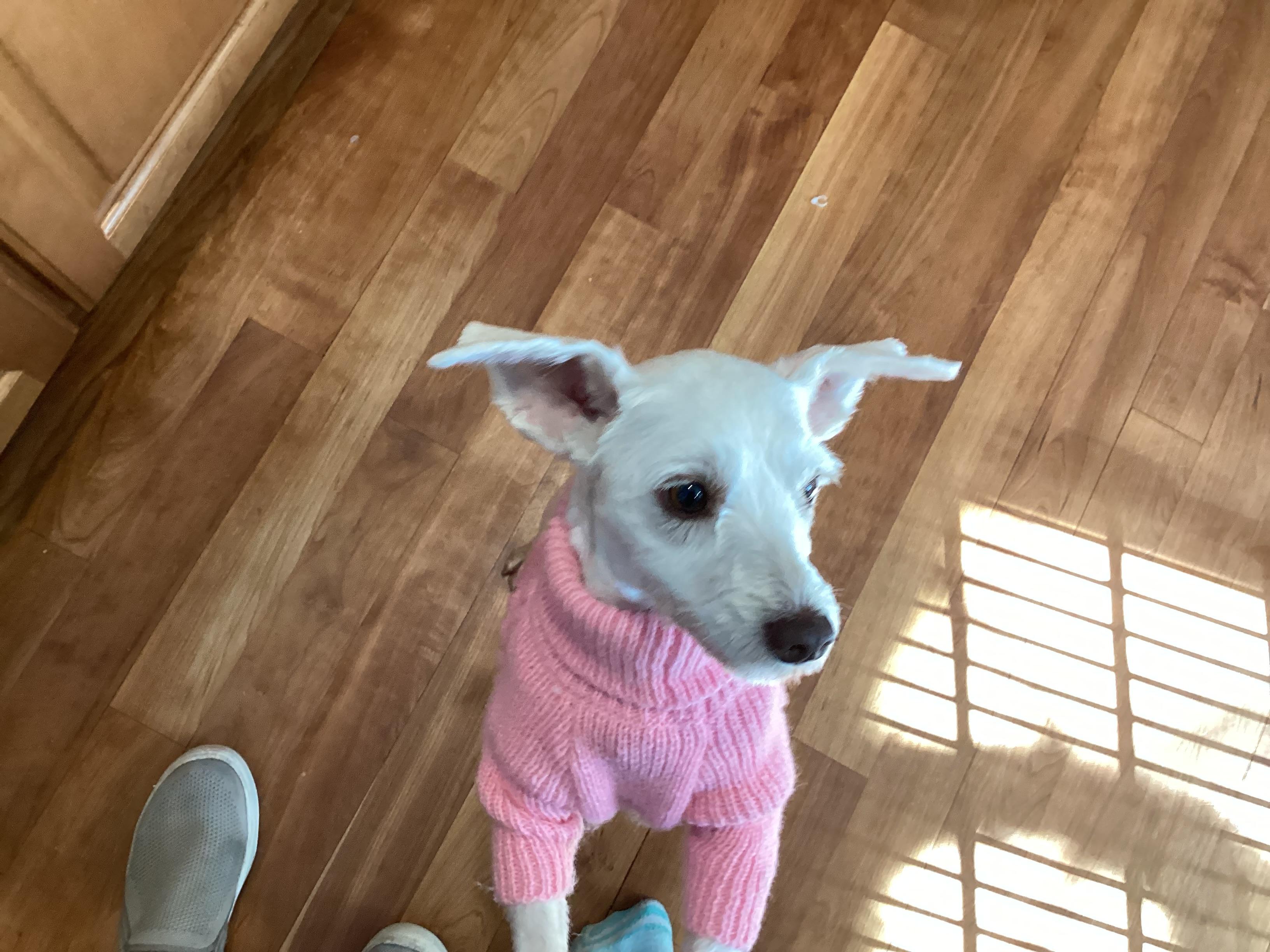 Lottie ADOPTED!!, an adoptable mixed breed in Barnegat, NJ image 1/6