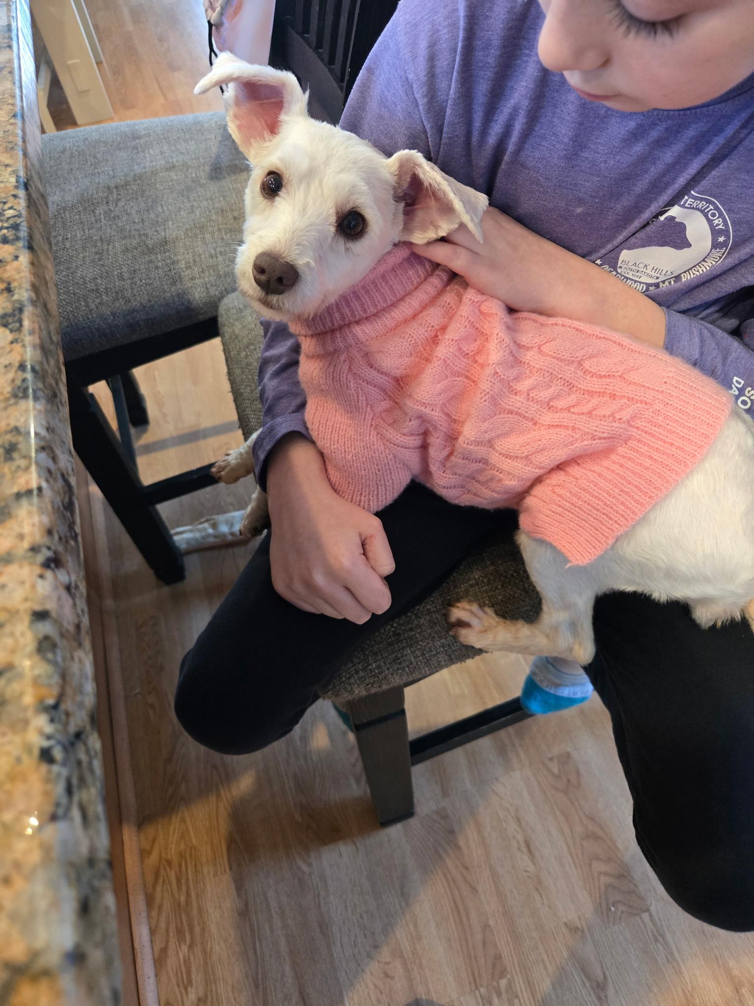 Lottie ADOPTED!!, an adoptable mixed breed in Barnegat, NJ image 4/6