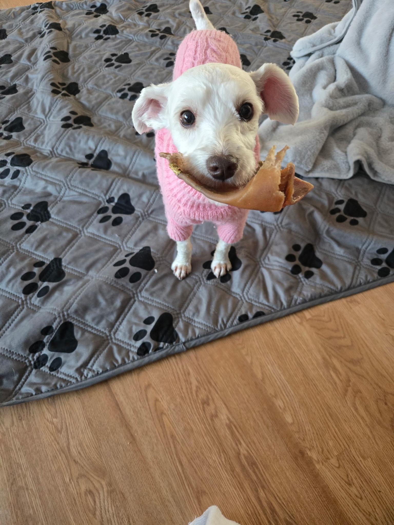 Lottie ADOPTED!!, an adoptable mixed breed in Barnegat, NJ image 2/6