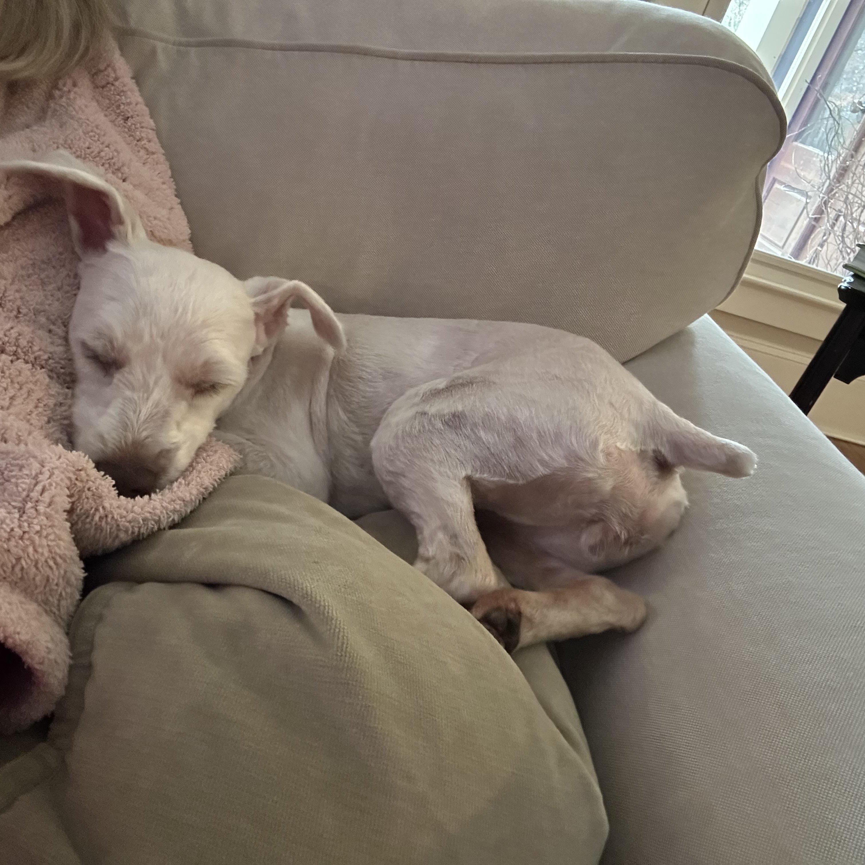 Lottie ADOPTED!!, an adoptable mixed breed in Barnegat, NJ image 6/6