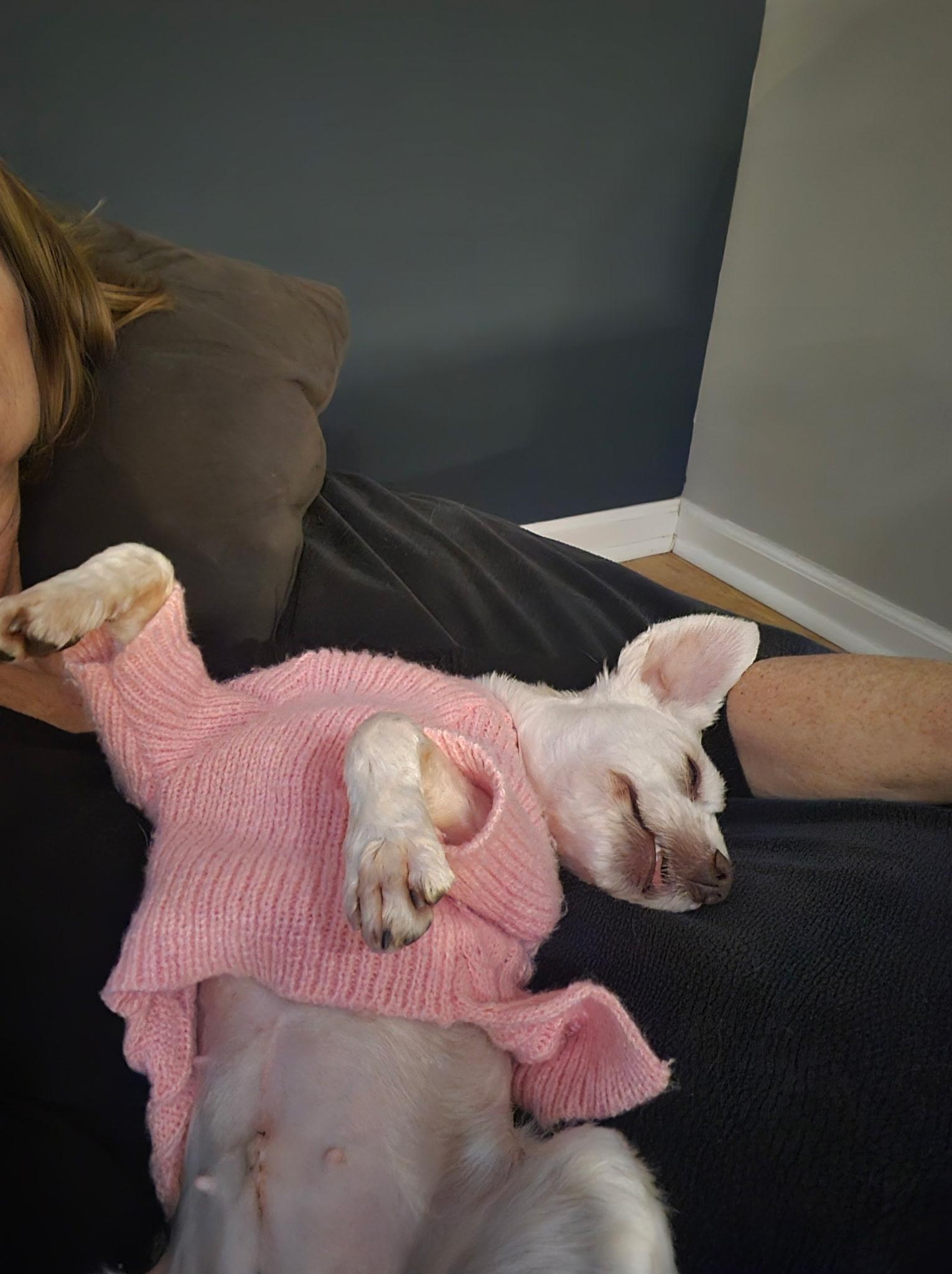 Lottie ADOPTED!!, an adoptable mixed breed in Barnegat, NJ image 5/6