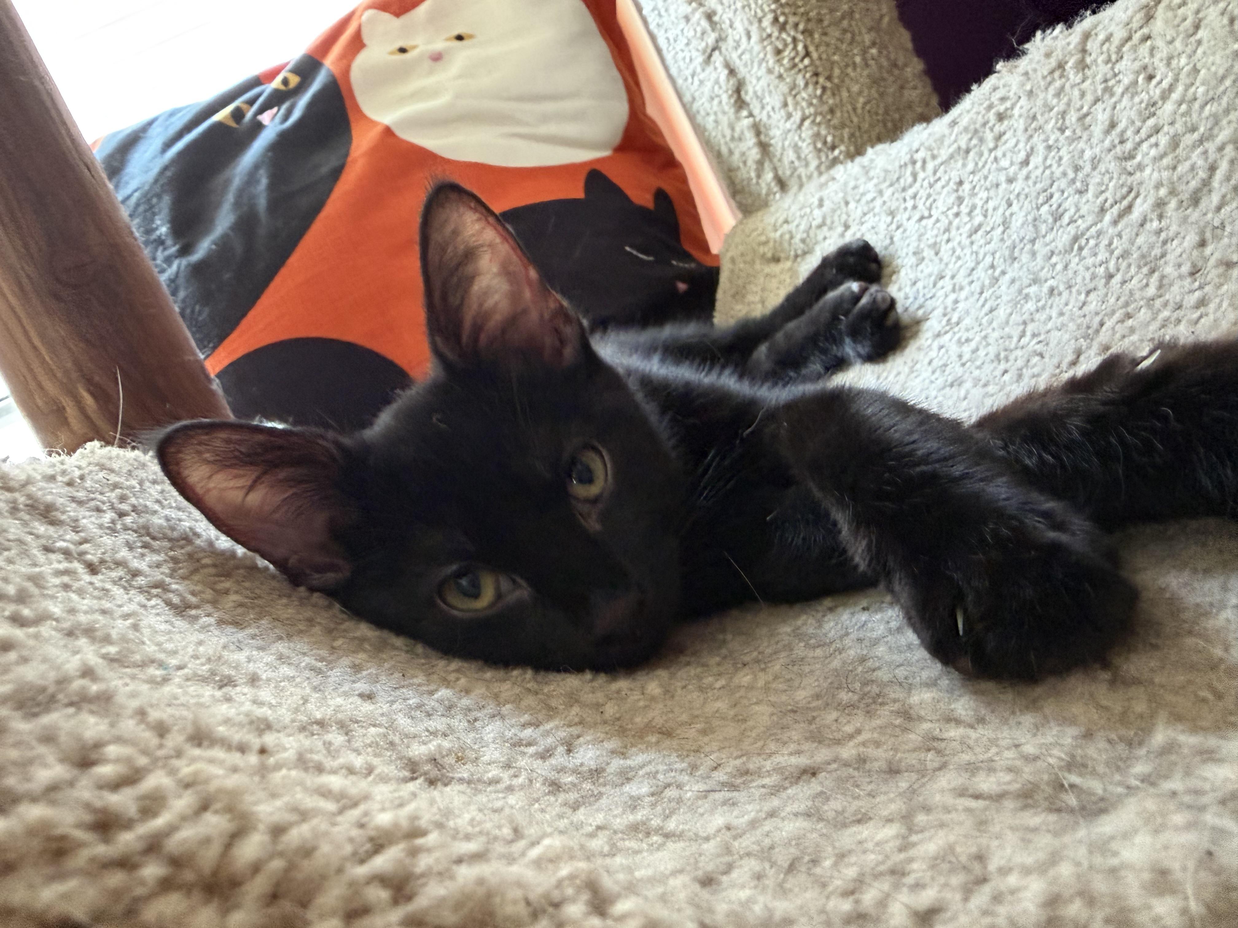 Raven, ADOPTABLE, Kitten Female Domestic Short Hair.