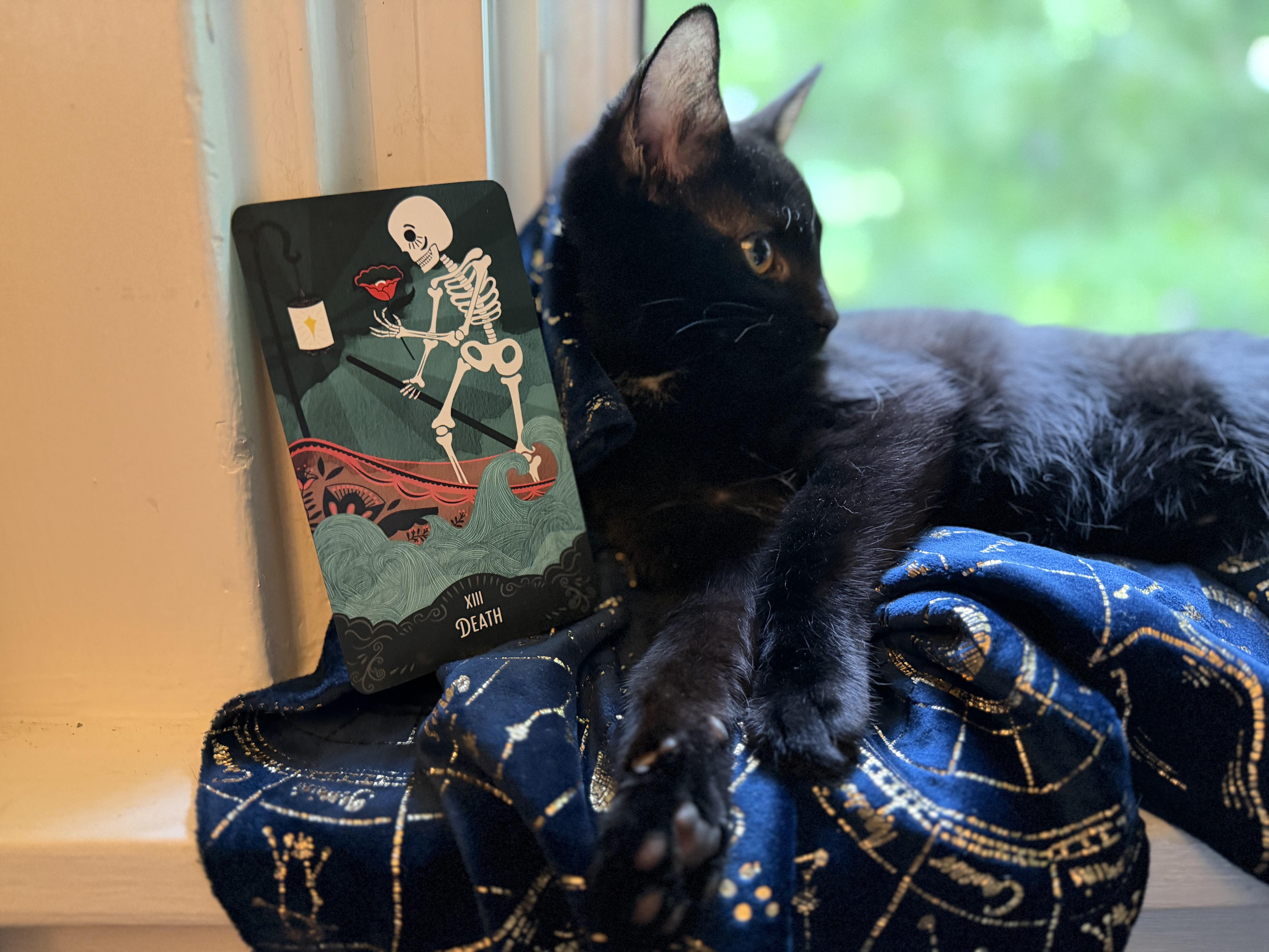 Enlarge Raven, a ADOPTABLE Domestic Short Hair in Cincinnati, OH image 2/6
