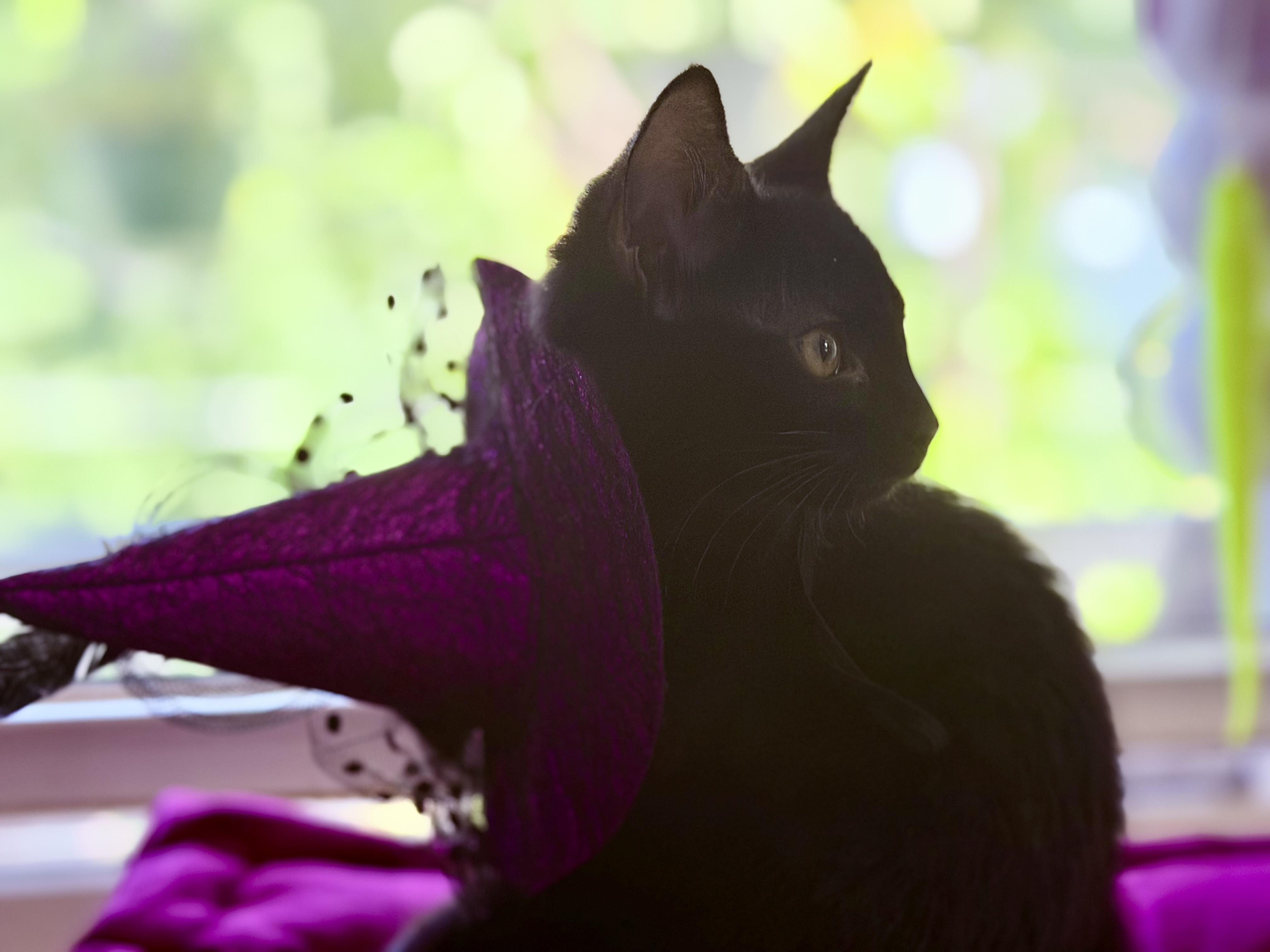 Enlarge Raven, a ADOPTABLE Domestic Short Hair in Cincinnati, OH image 5/6