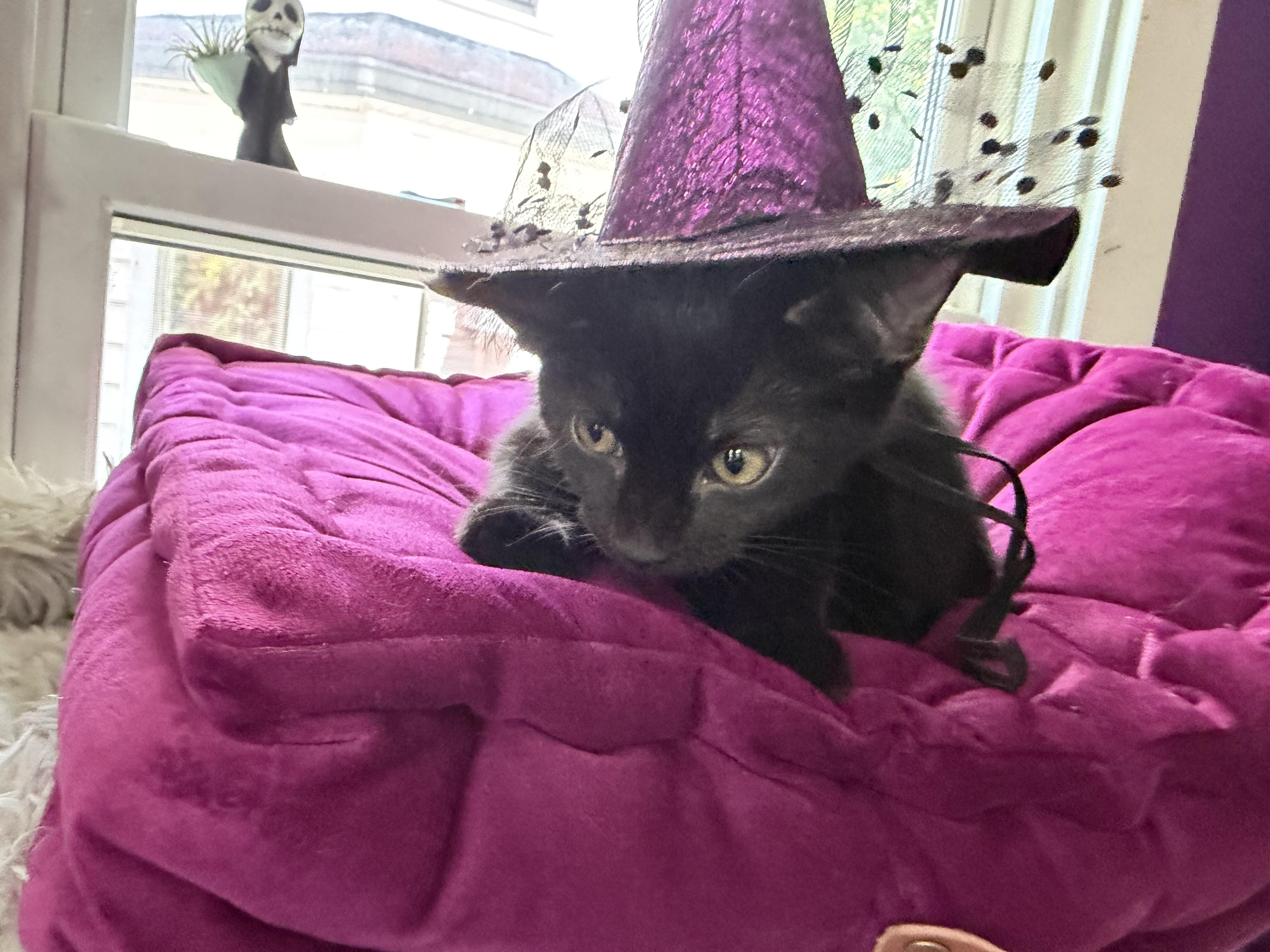 Enlarge Raven, a ADOPTABLE Domestic Short Hair in Cincinnati, OH image 4/6
