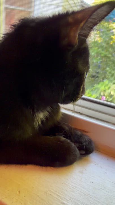 Enlarge Raven, a ADOPTABLE Domestic Short Hair in Cincinnati, OH video 3/6