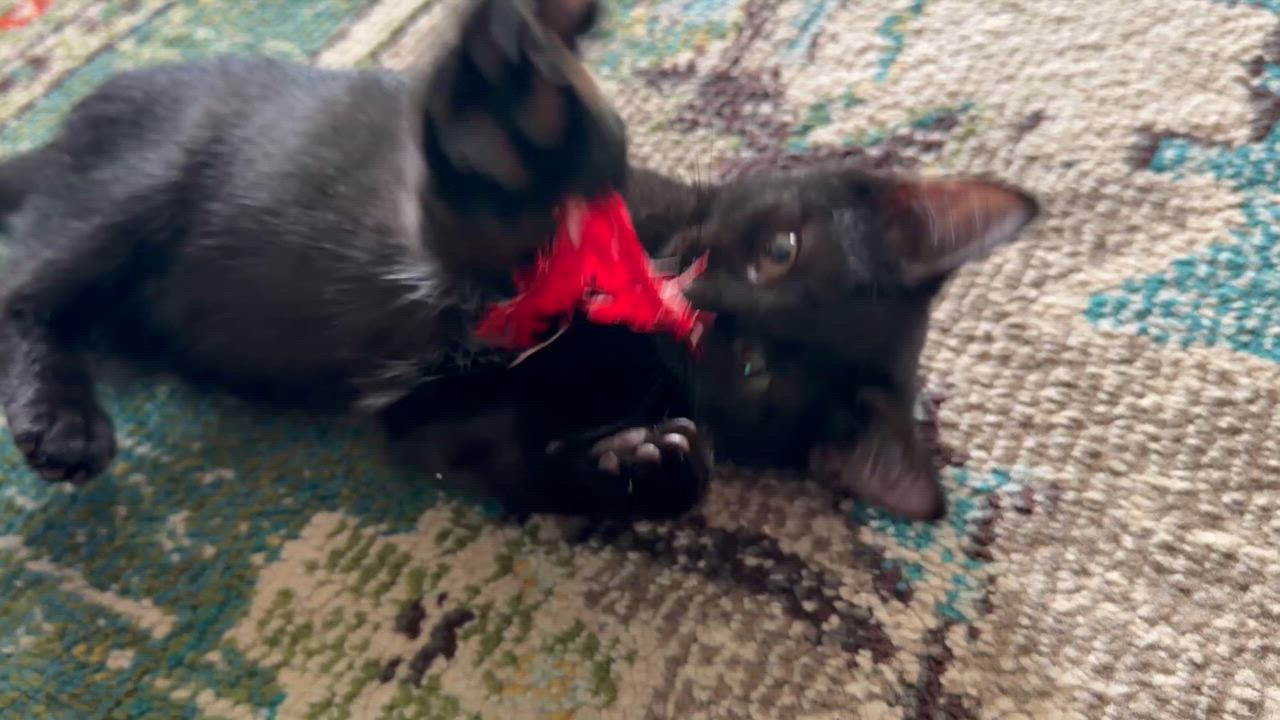 Enlarge Raven, a ADOPTABLE Domestic Short Hair in Cincinnati, OH video 6/6