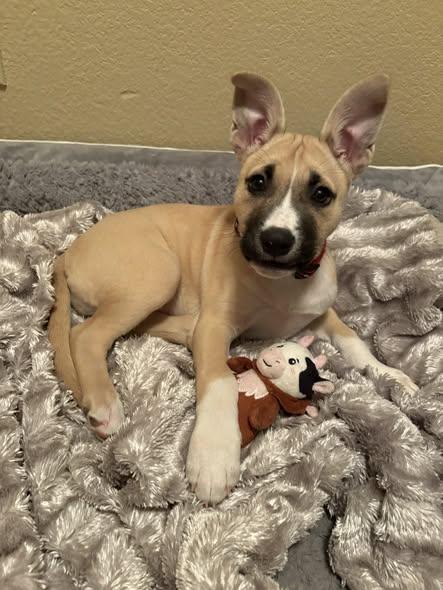 Enlarge May, an adopted mixed breed in San Tan Valley, AZ image 1/1