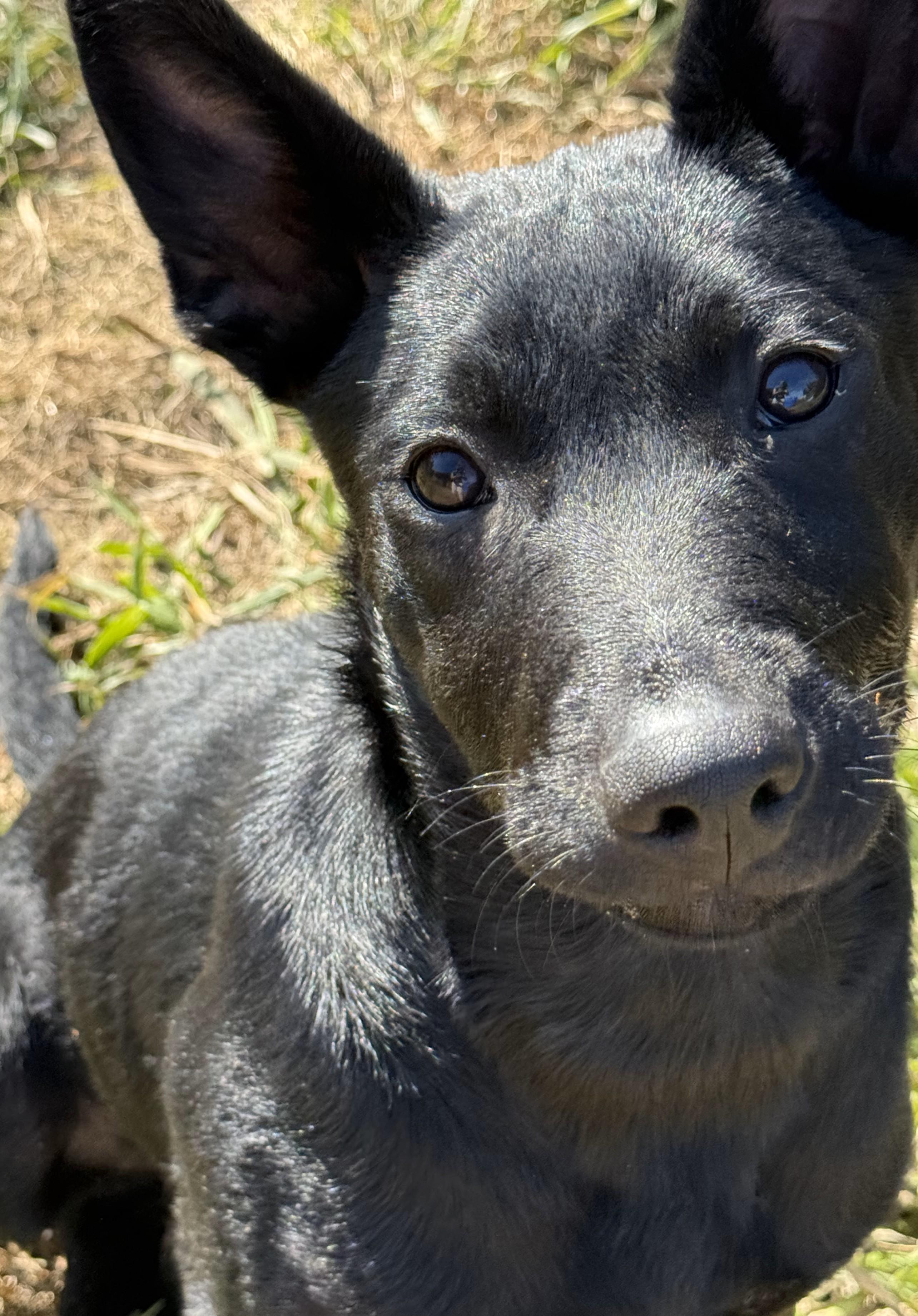 Enlarge Baxley, a Adopted mixed breed in Cypress, TX image 4/5