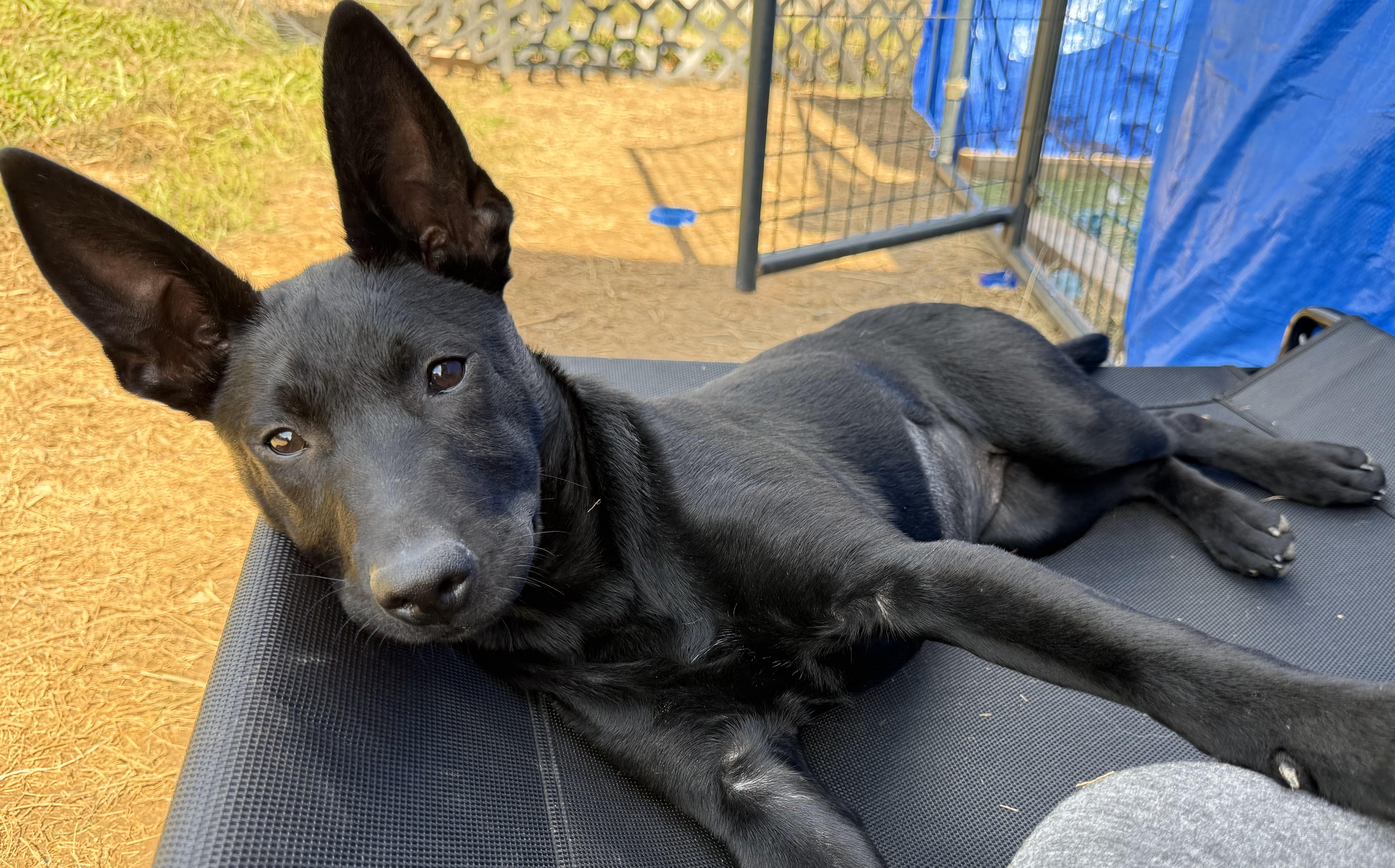 Enlarge Baxley, a Adopted mixed breed in Cypress, TX image 1/5