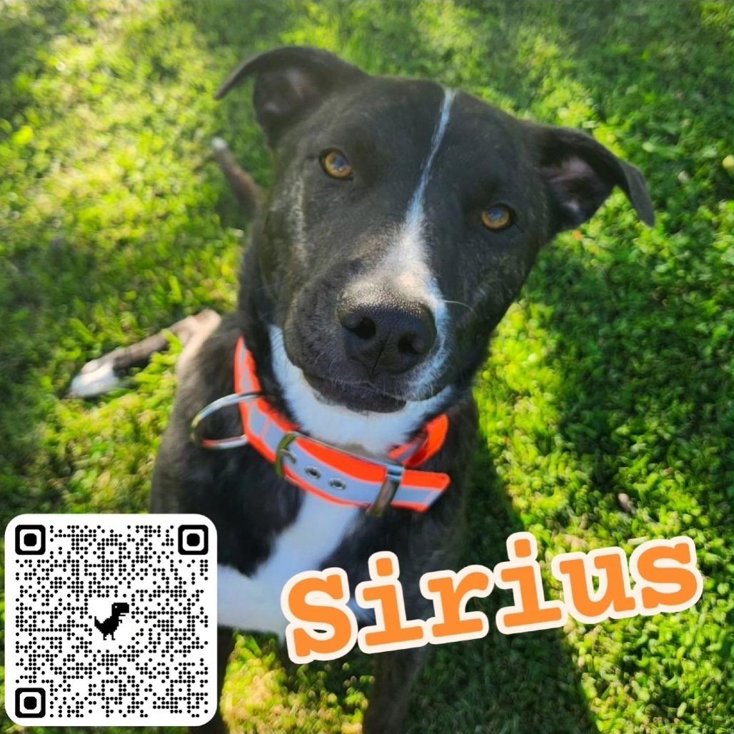 Sirius, a Adoptable mixed breed in Talbott, TN image 1/5