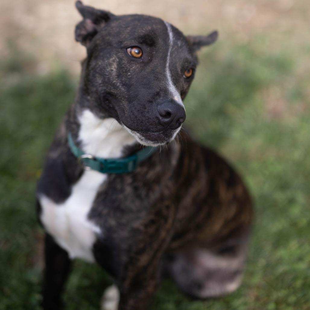 Sirius, a Adoptable mixed breed in Talbott, TN image 2/5