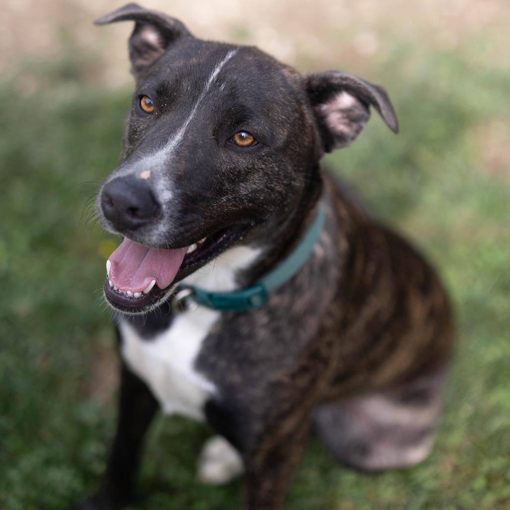 Sirius, a Adoptable mixed breed in Talbott, TN image 3/5