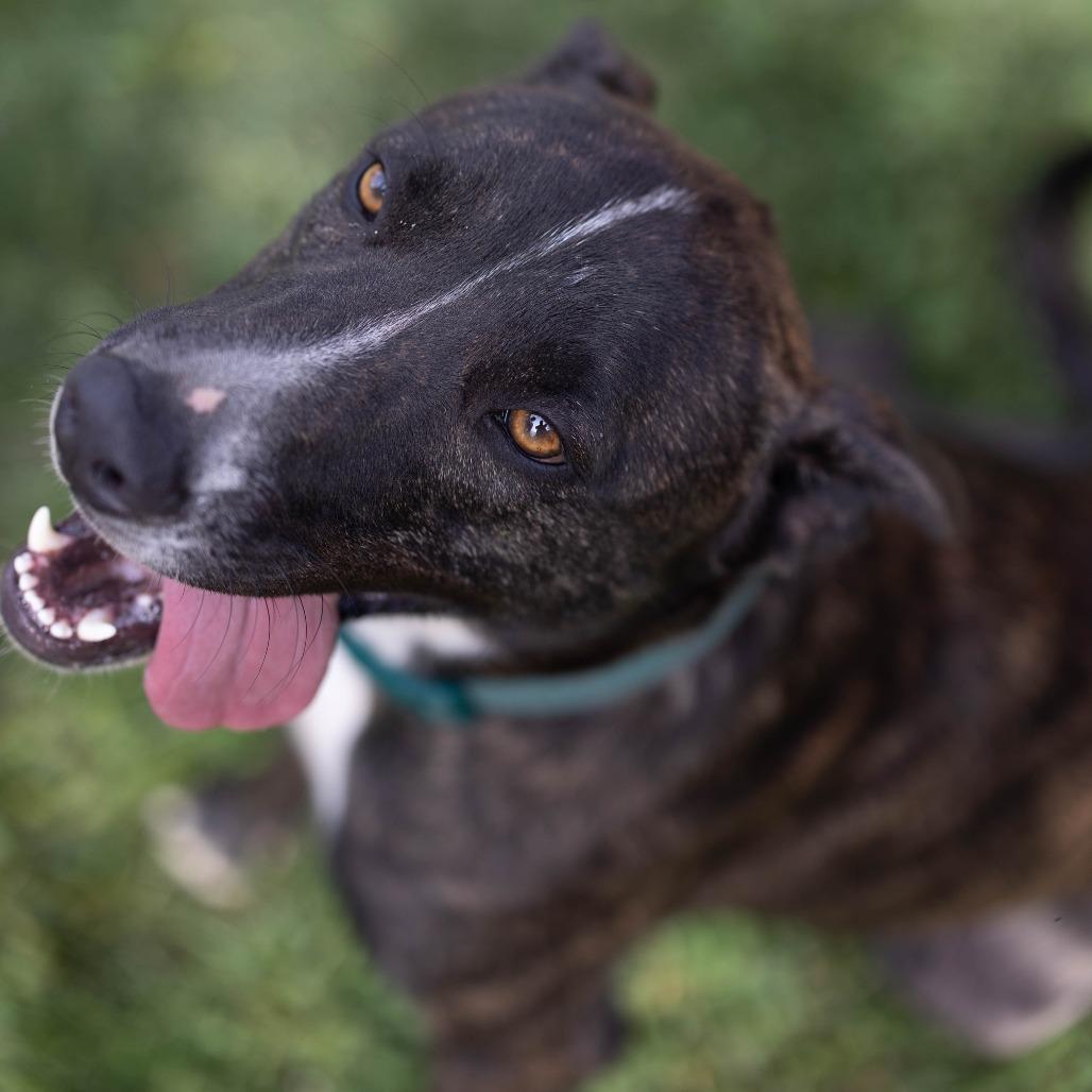 Sirius, a Adoptable mixed breed in Talbott, TN image 4/5
