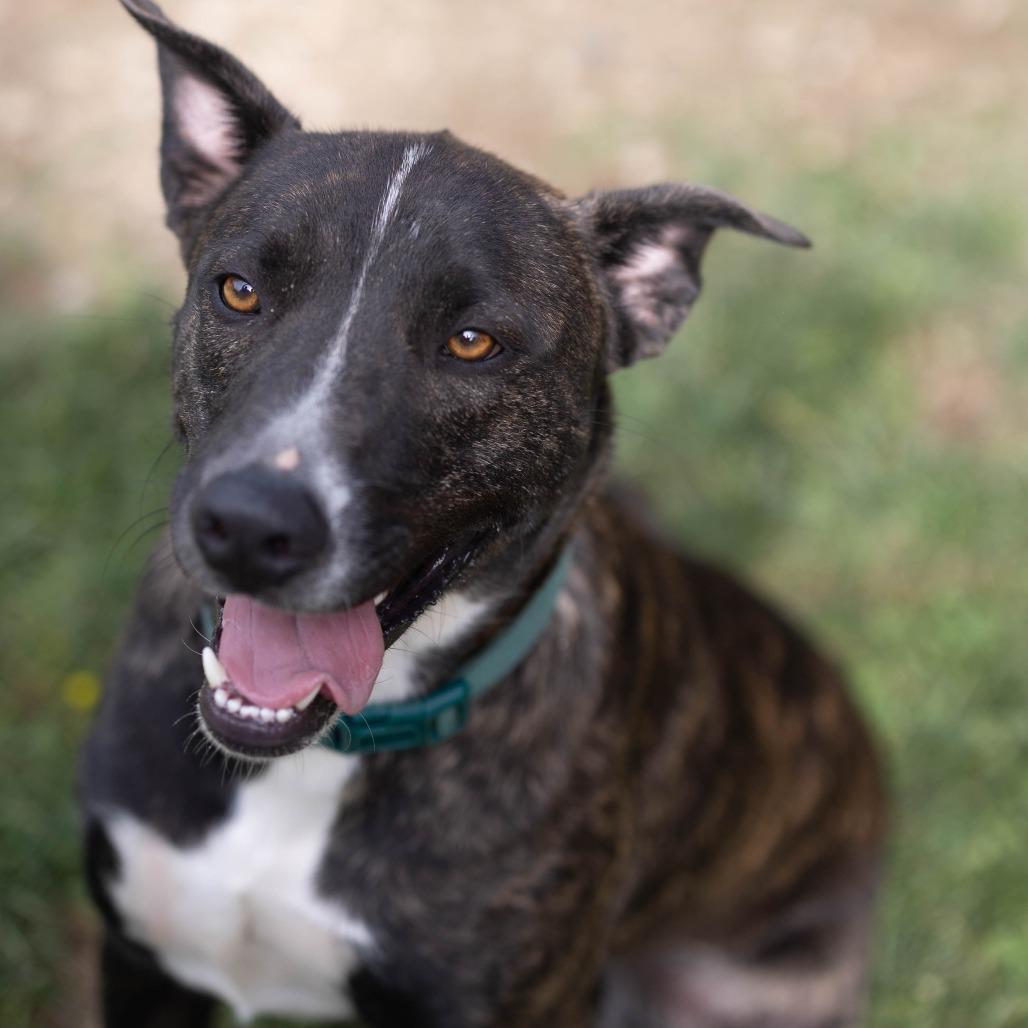 Sirius, a Adoptable mixed breed in Talbott, TN image 5/5