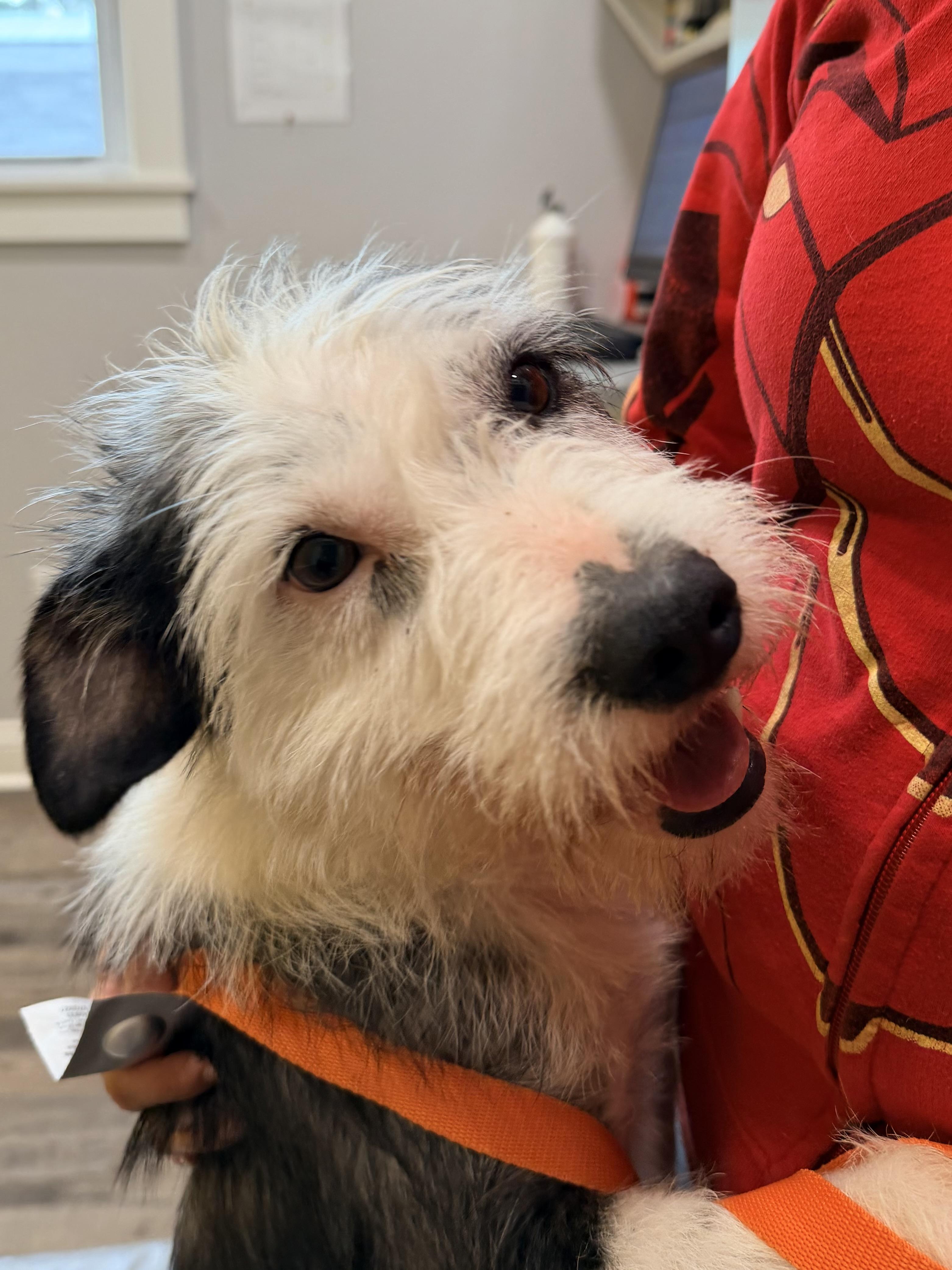 Enlarge Scrappy Doo, a ADOPTABLE mixed breed in Baker, LA image 4/6