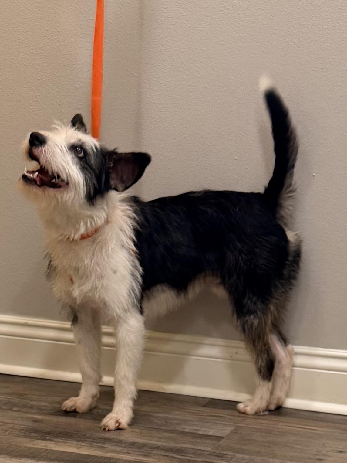 Enlarge Scrappy Doo, a ADOPTABLE mixed breed in Baker, LA image 5/6