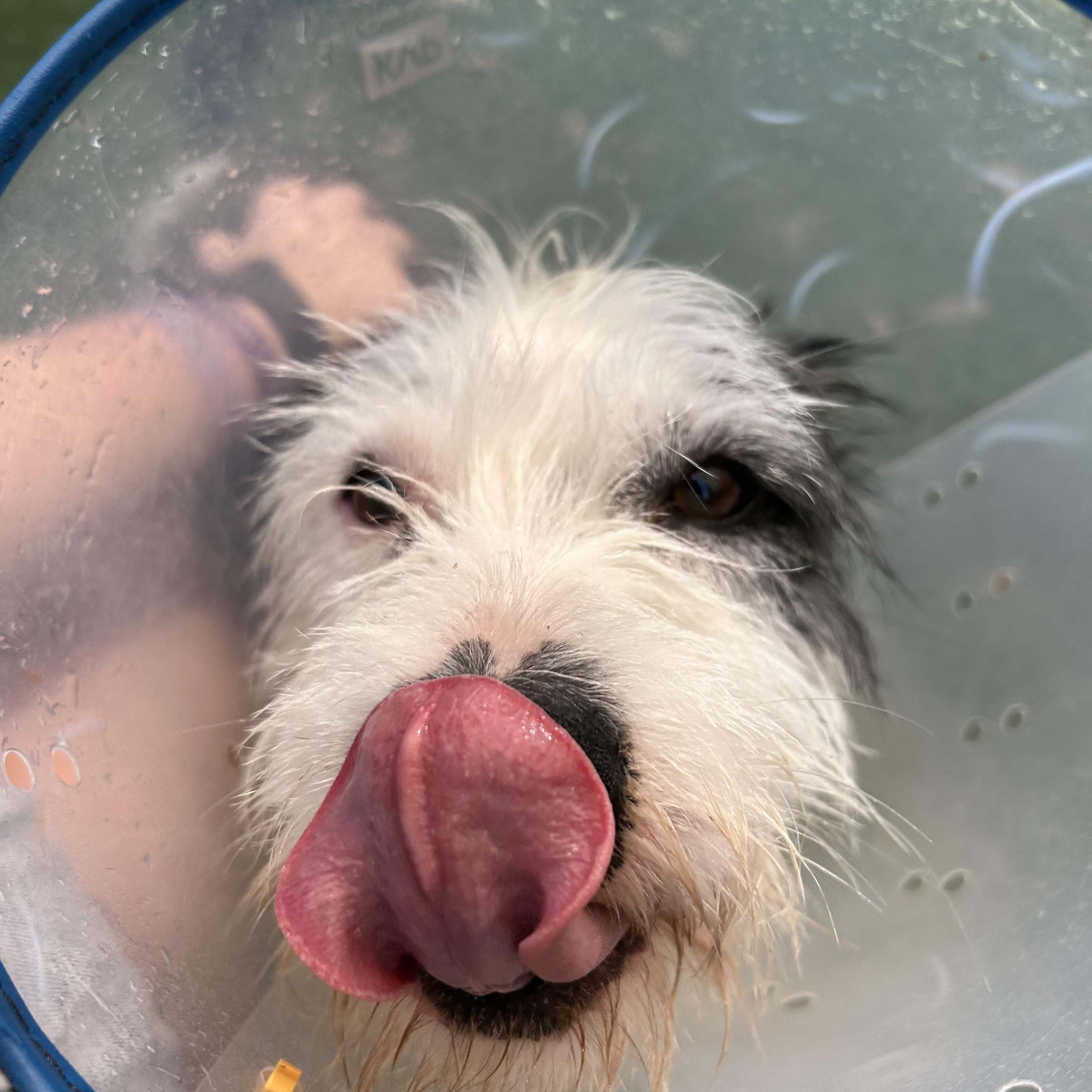 Enlarge Scrappy Doo, a ADOPTABLE mixed breed in Baker, LA image 1/6