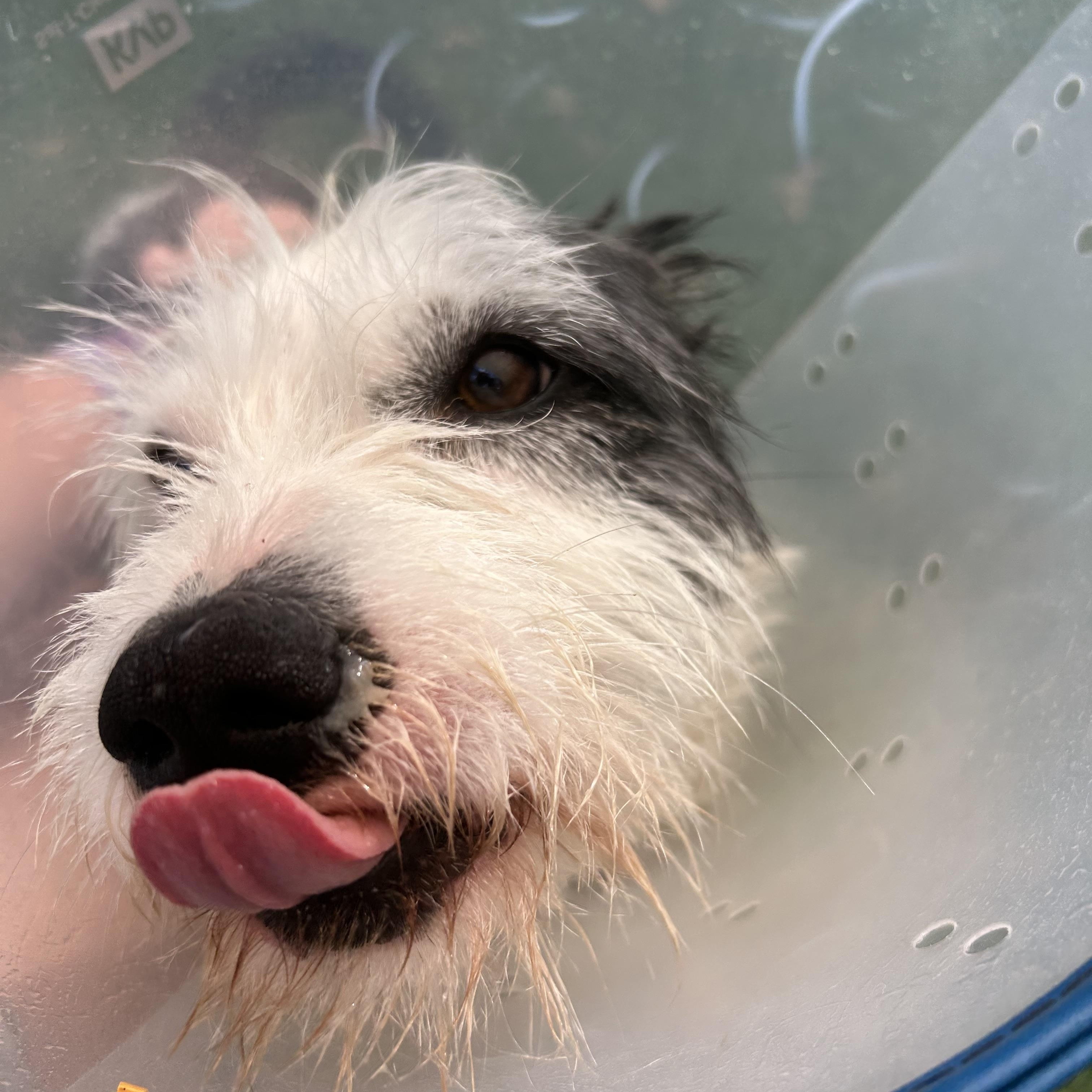 Enlarge Scrappy Doo, a ADOPTABLE mixed breed in Baker, LA image 2/6