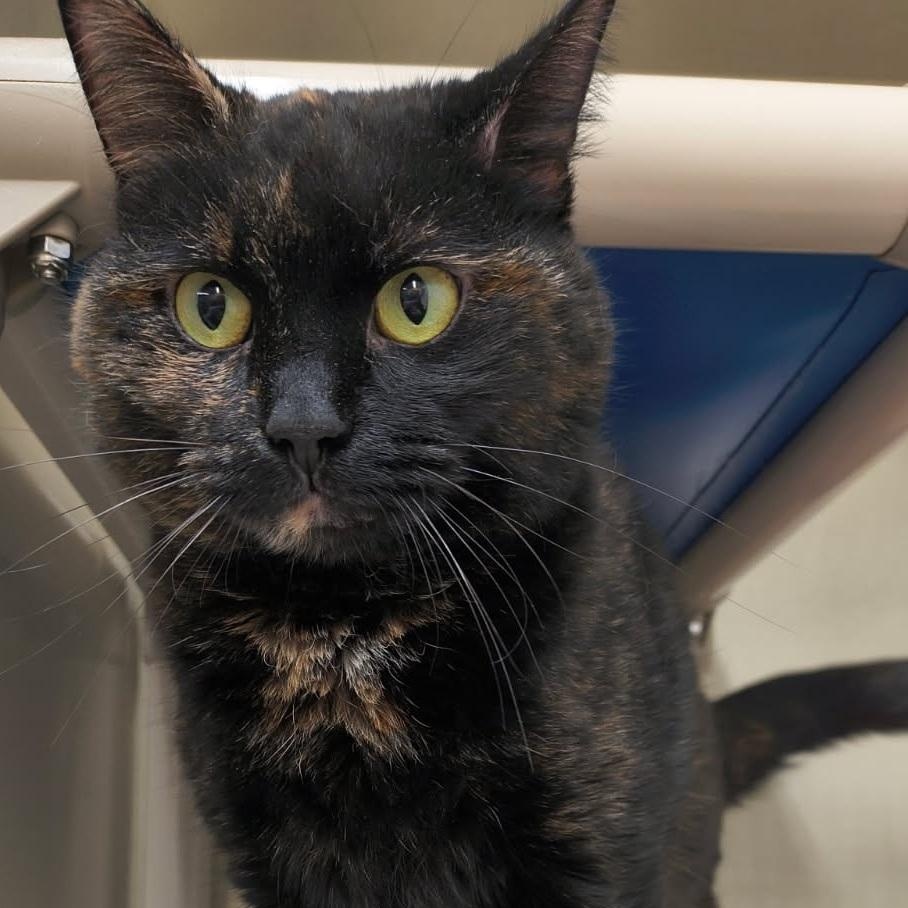 Baby, adopted, Young Female Domestic Short Hair.