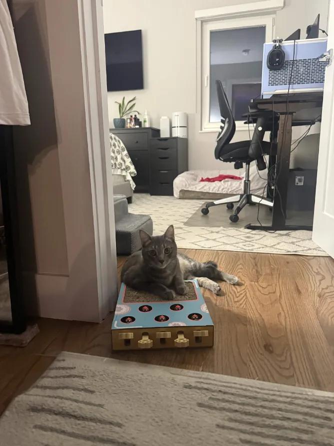 Enlarge Lilo, a Adoptable Domestic Short Hair in Weehawken, NJ image 6/6