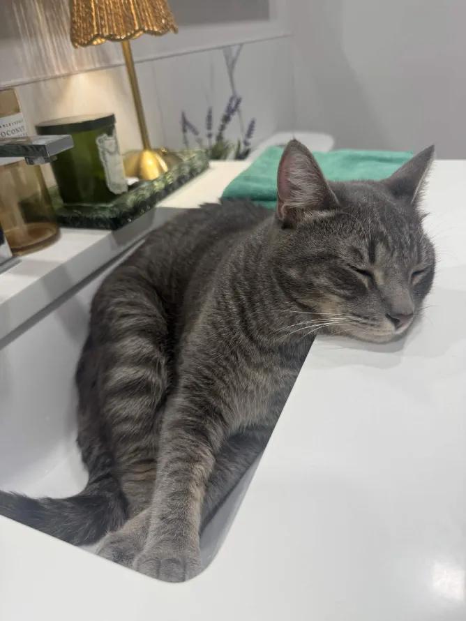 Enlarge Lilo, a Adoptable Domestic Short Hair in Weehawken, NJ image 3/6