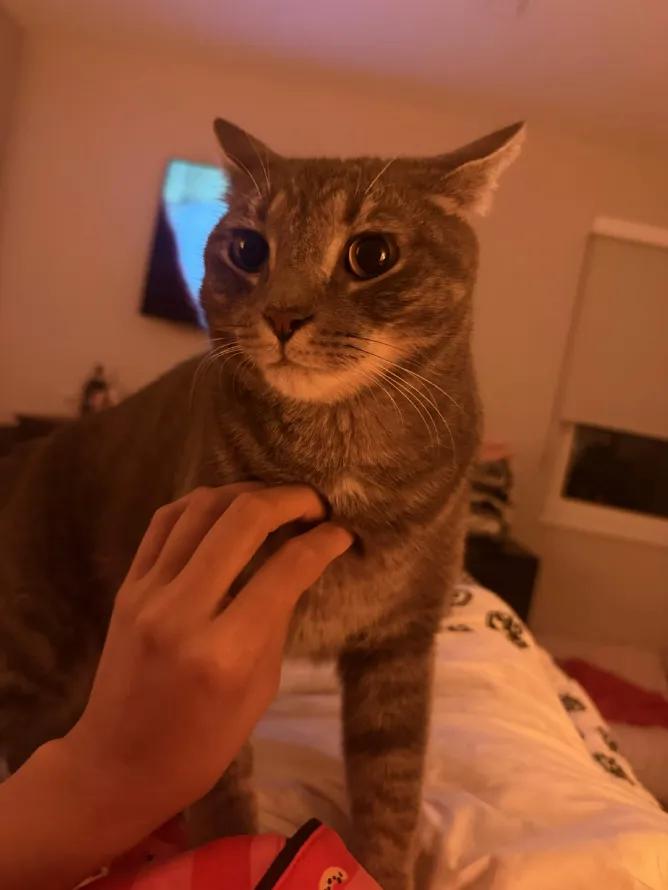 Enlarge Lilo, a Adoptable Domestic Short Hair in Weehawken, NJ image 5/6