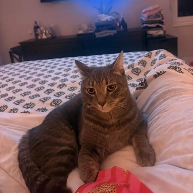Enlarge Lilo, a Adoptable Domestic Short Hair in Weehawken, NJ image 1/6