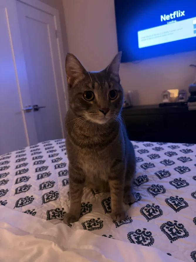 Enlarge Lilo, a Adoptable Domestic Short Hair in Weehawken, NJ image 4/6