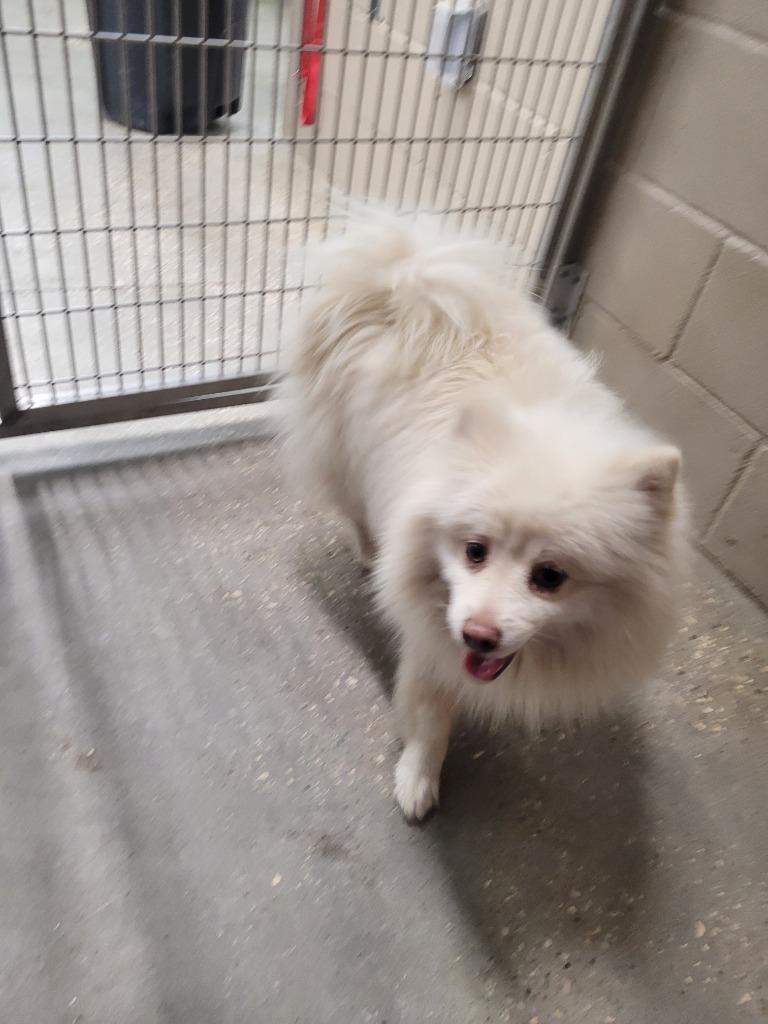 Cotton, Adoptable, Adult Male Pomeranian.