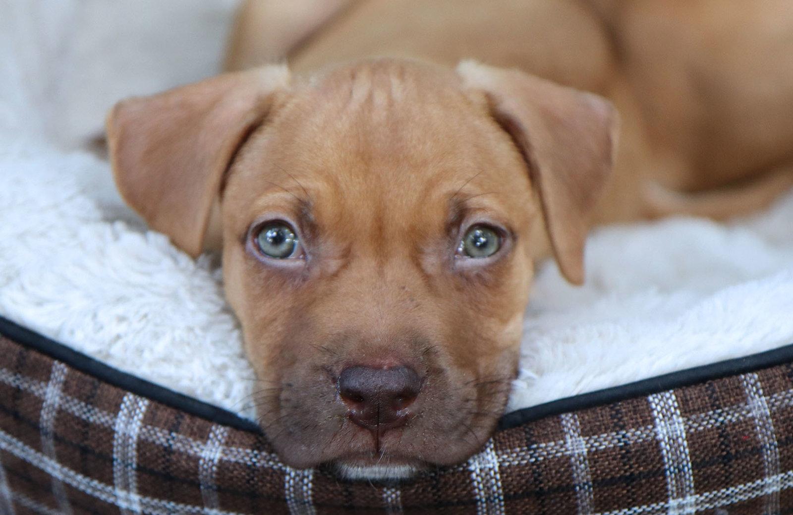 Enlarge Zion CL, a Adopted Pit Bull Terrier in Kansas City, MO image 3/3
