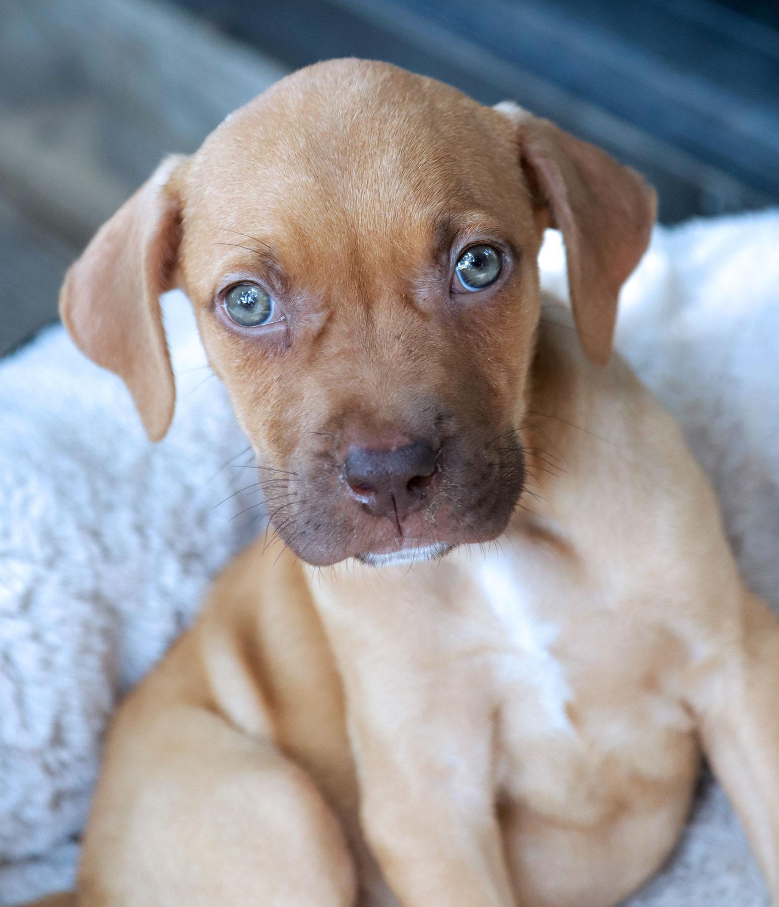Zion CL, Adopted, Puppy Male Pit Bull Terrier.