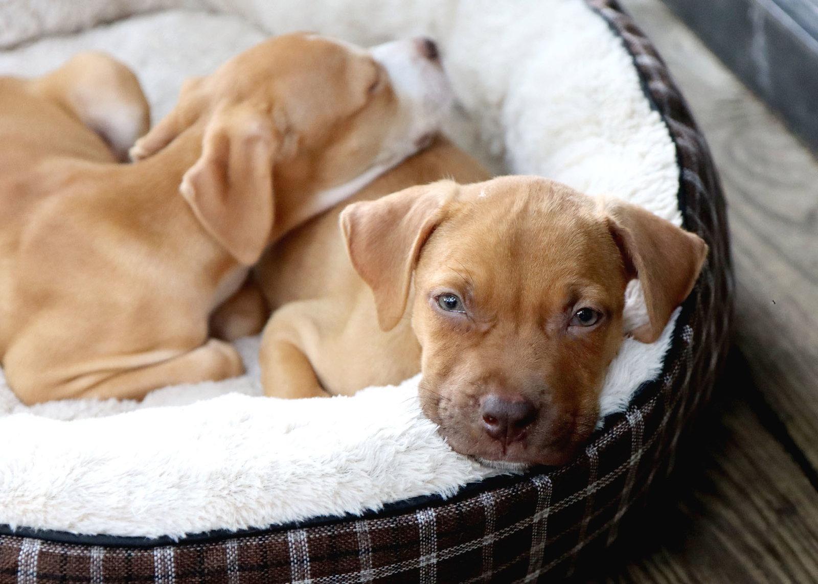 Enlarge Zion CL, a Adopted Pit Bull Terrier in Kansas City, MO image 2/3