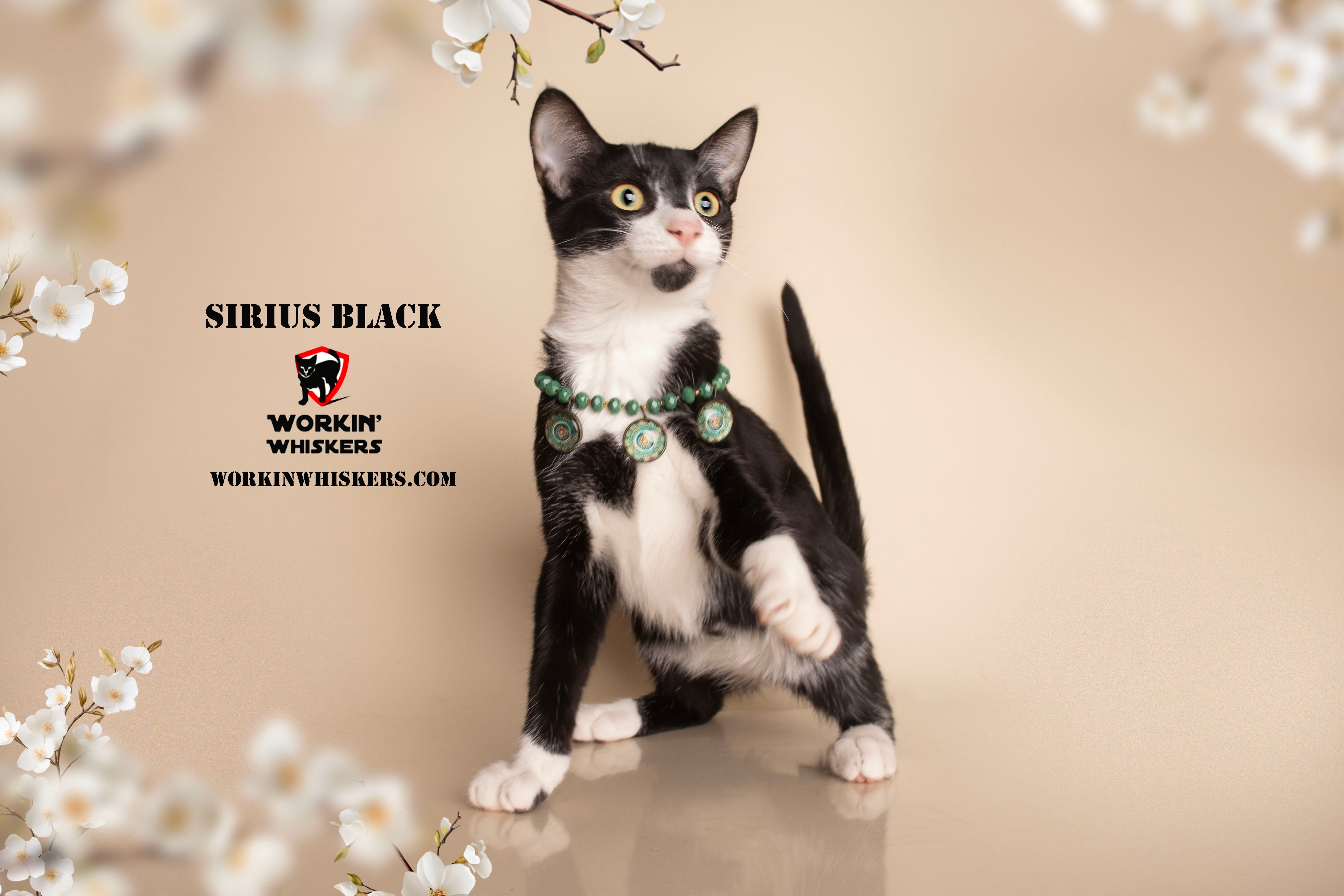 Enlarge SIRIUS BLACK, a Adoptable mixed breed in HEMET, CA image 4/6