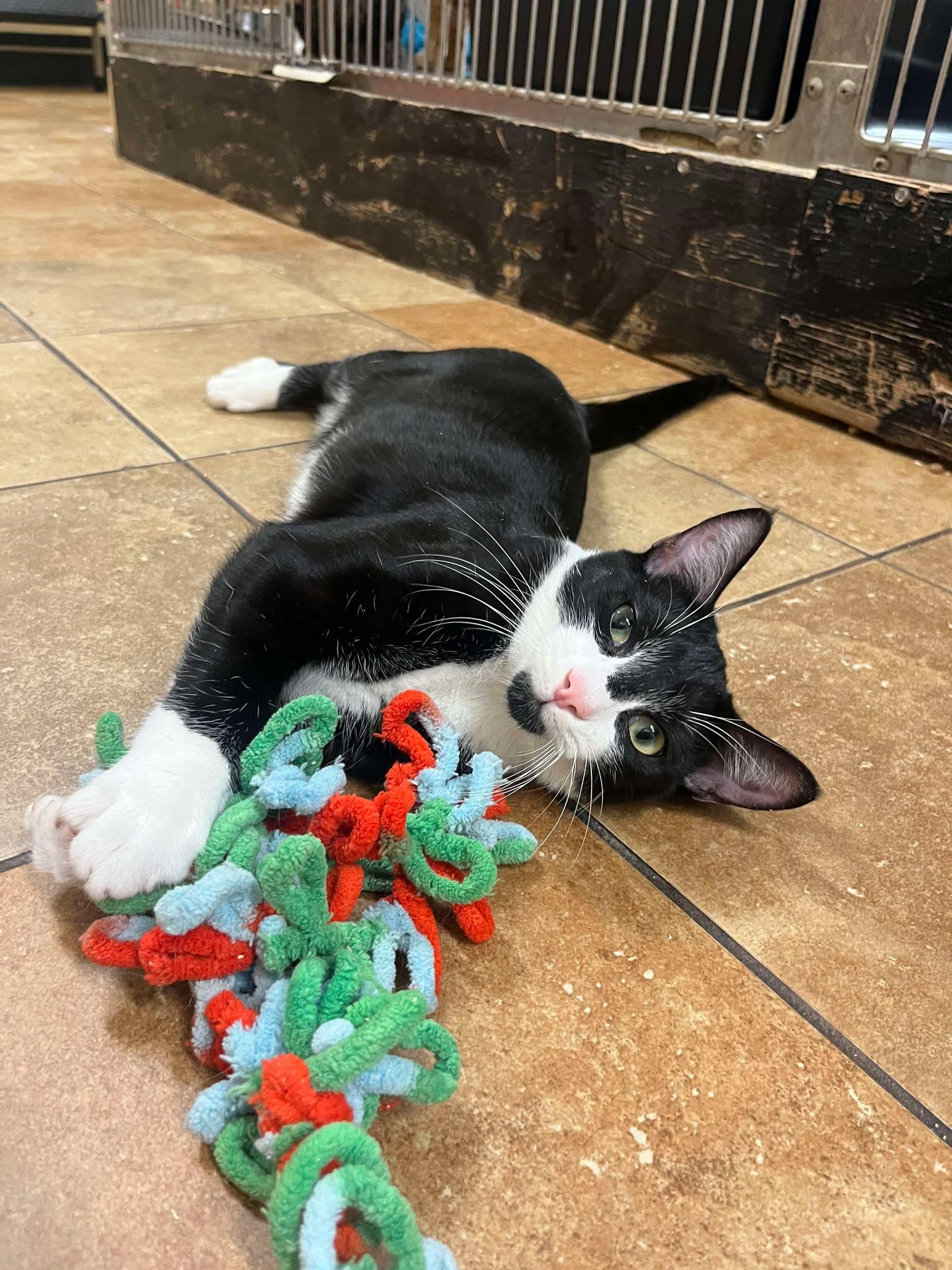 Enlarge SIRIUS BLACK, a Adoptable mixed breed in HEMET, CA image 2/6