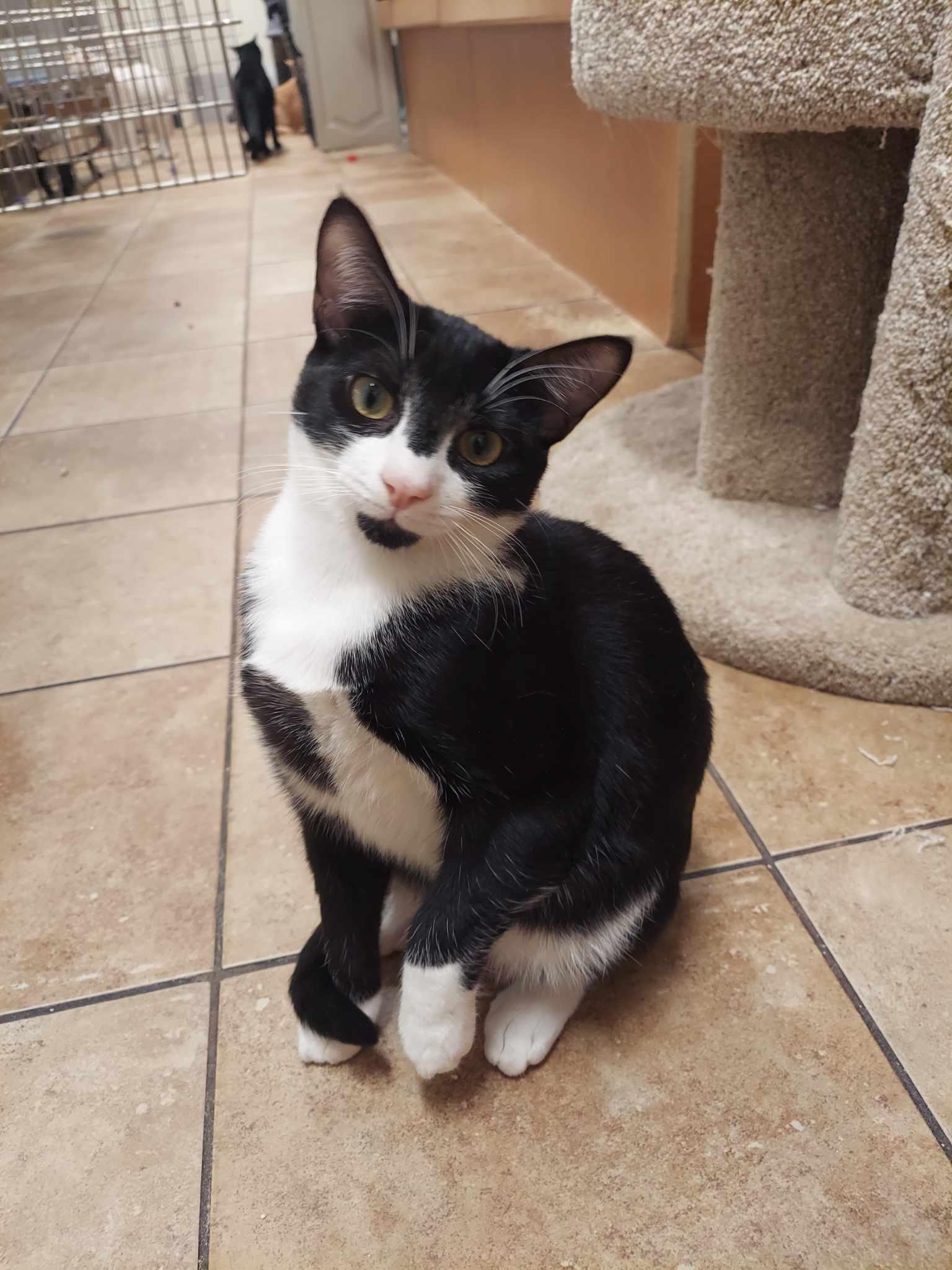 Enlarge SIRIUS BLACK, a Adoptable mixed breed in HEMET, CA image 3/6