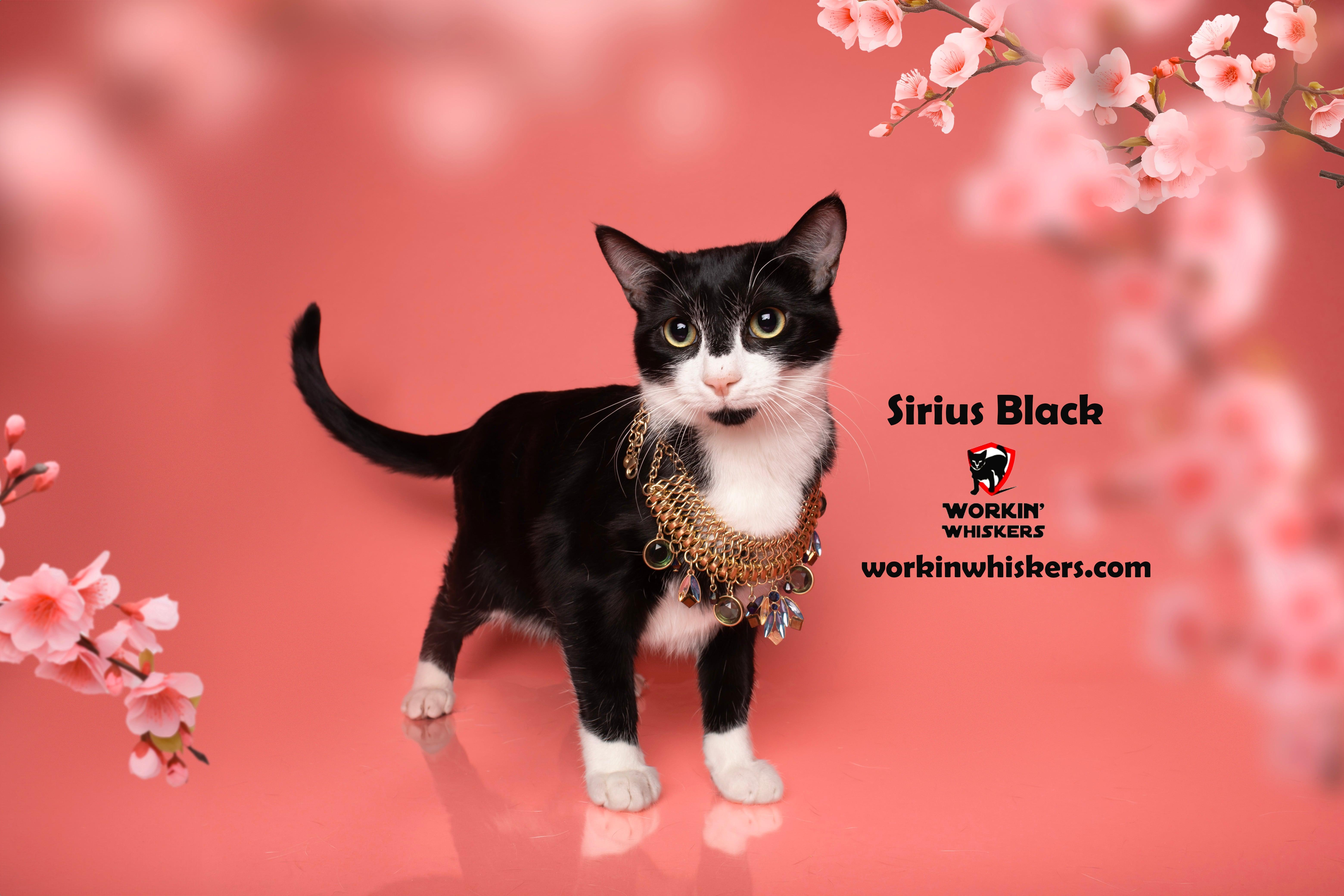 Enlarge SIRIUS BLACK, a Adoptable mixed breed in HEMET, CA image 1/6