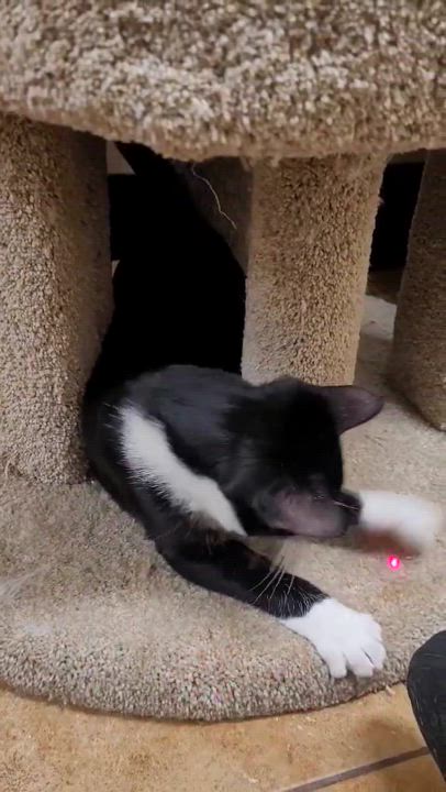 Enlarge SIRIUS BLACK, a Adoptable mixed breed in HEMET, CA video 6/6