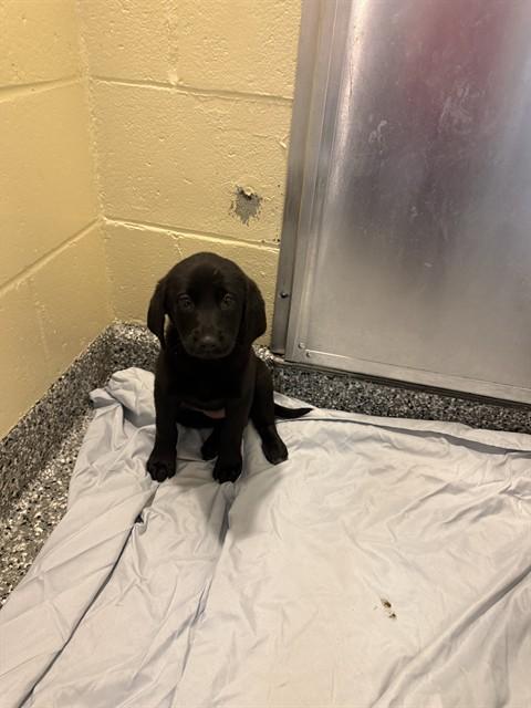 LEX, Adoptable, Puppy Female Treeing Walker Coonhound & Mixed Breed.