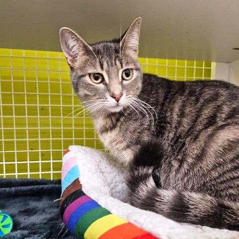 Berlioz, a ADOPTABLE Tabby in Salt Lake City, UT image 3/3