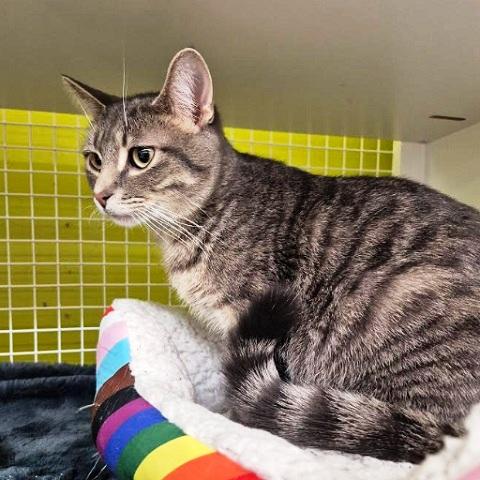 Berlioz, a ADOPTABLE Tabby in Salt Lake City, UT image 2/3