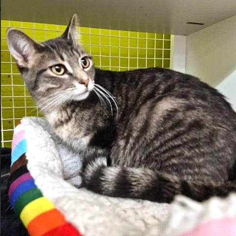 Berlioz, ADOPTABLE, Young Male Tabby.