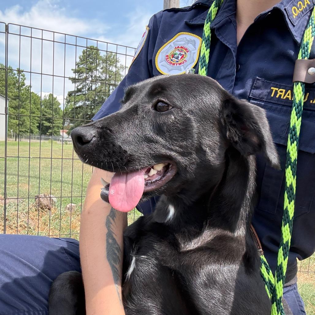 Hope, a Adoptable Labrador Retriever in Jacksonville, AR image 1/6