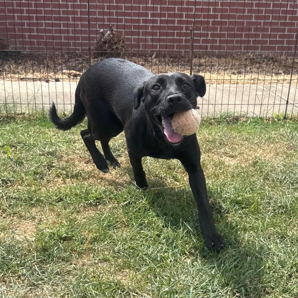 Hope, a Adoptable Labrador Retriever in Jacksonville, AR image 2/6