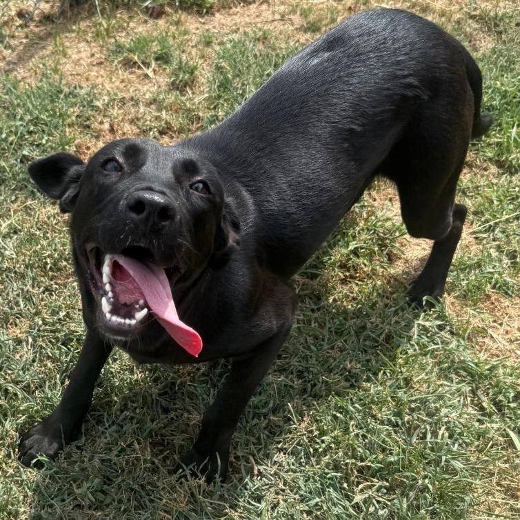 Hope, a Adoptable Labrador Retriever in Jacksonville, AR image 3/6