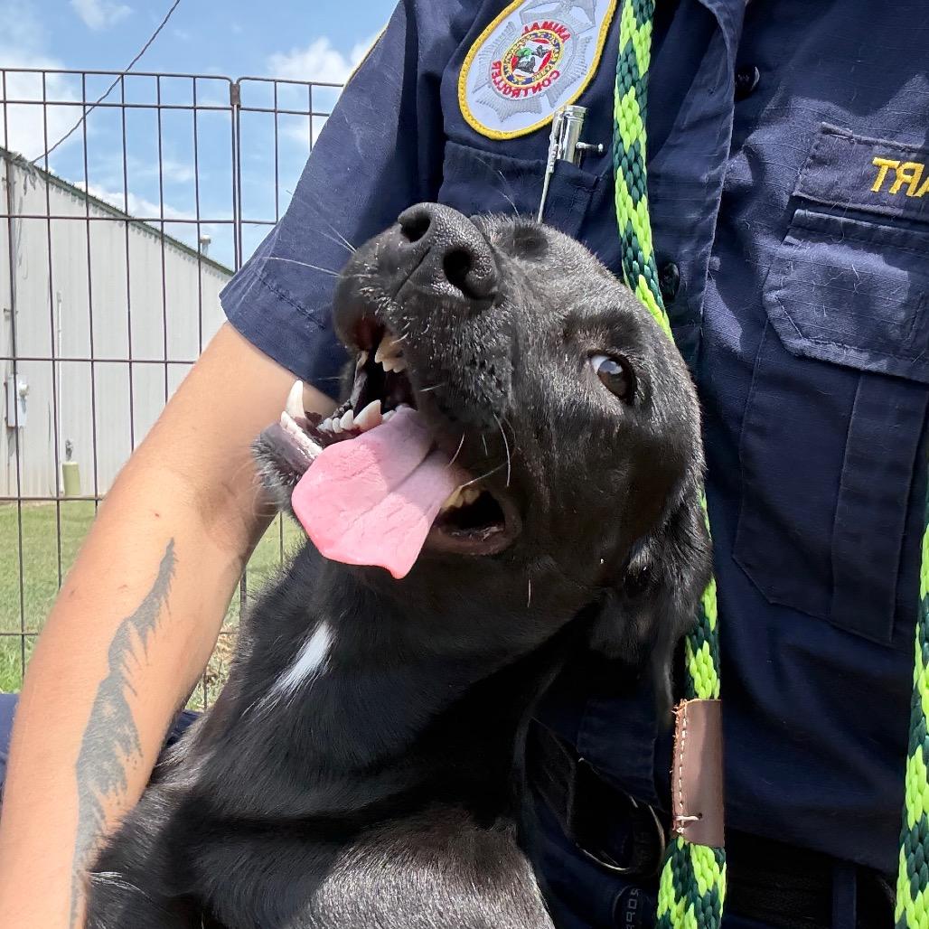 Hope, a Adoptable Labrador Retriever in Jacksonville, AR image 4/6