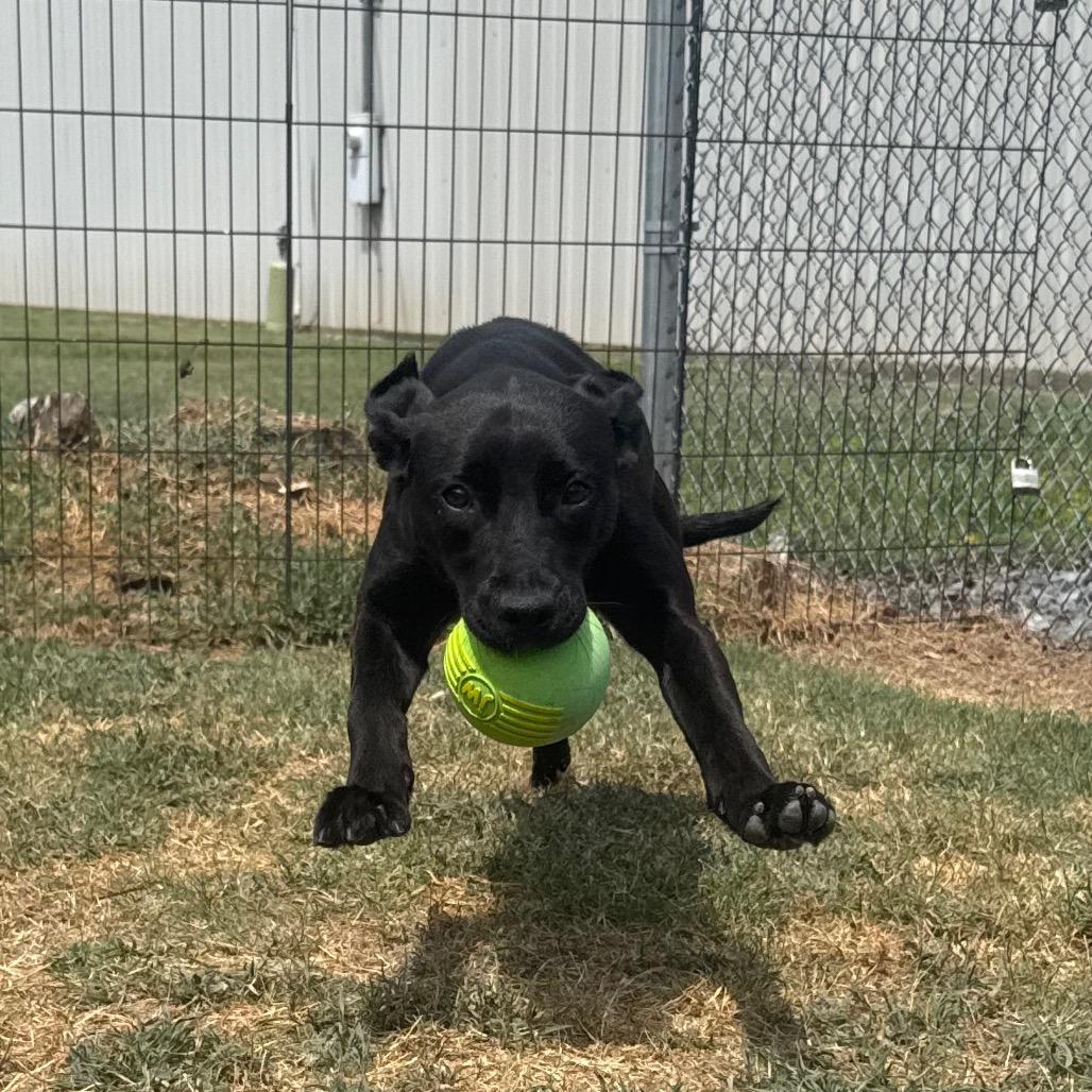 Hope, a Adoptable Labrador Retriever in Jacksonville, AR image 5/6