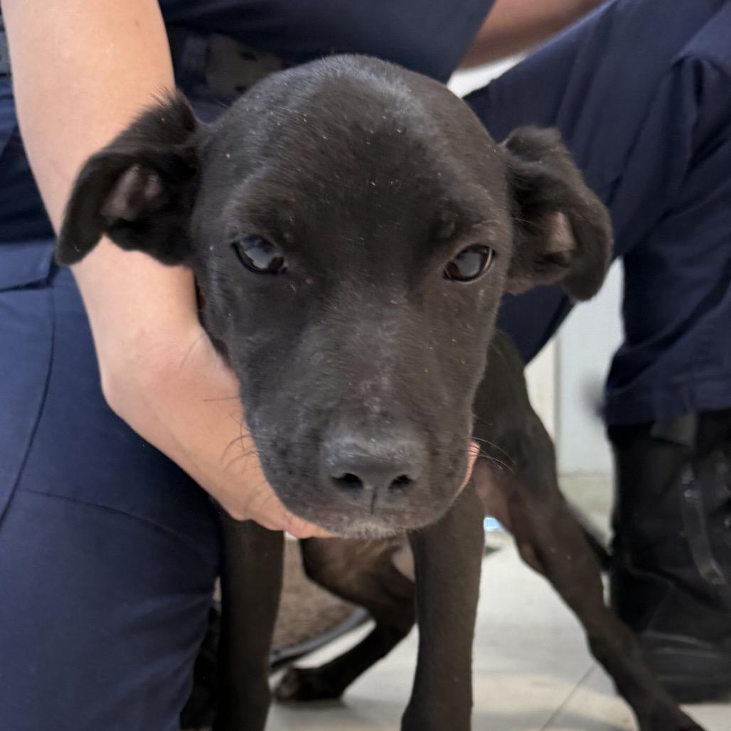 Hope, Adoptable, Puppy Female Labrador Retriever.