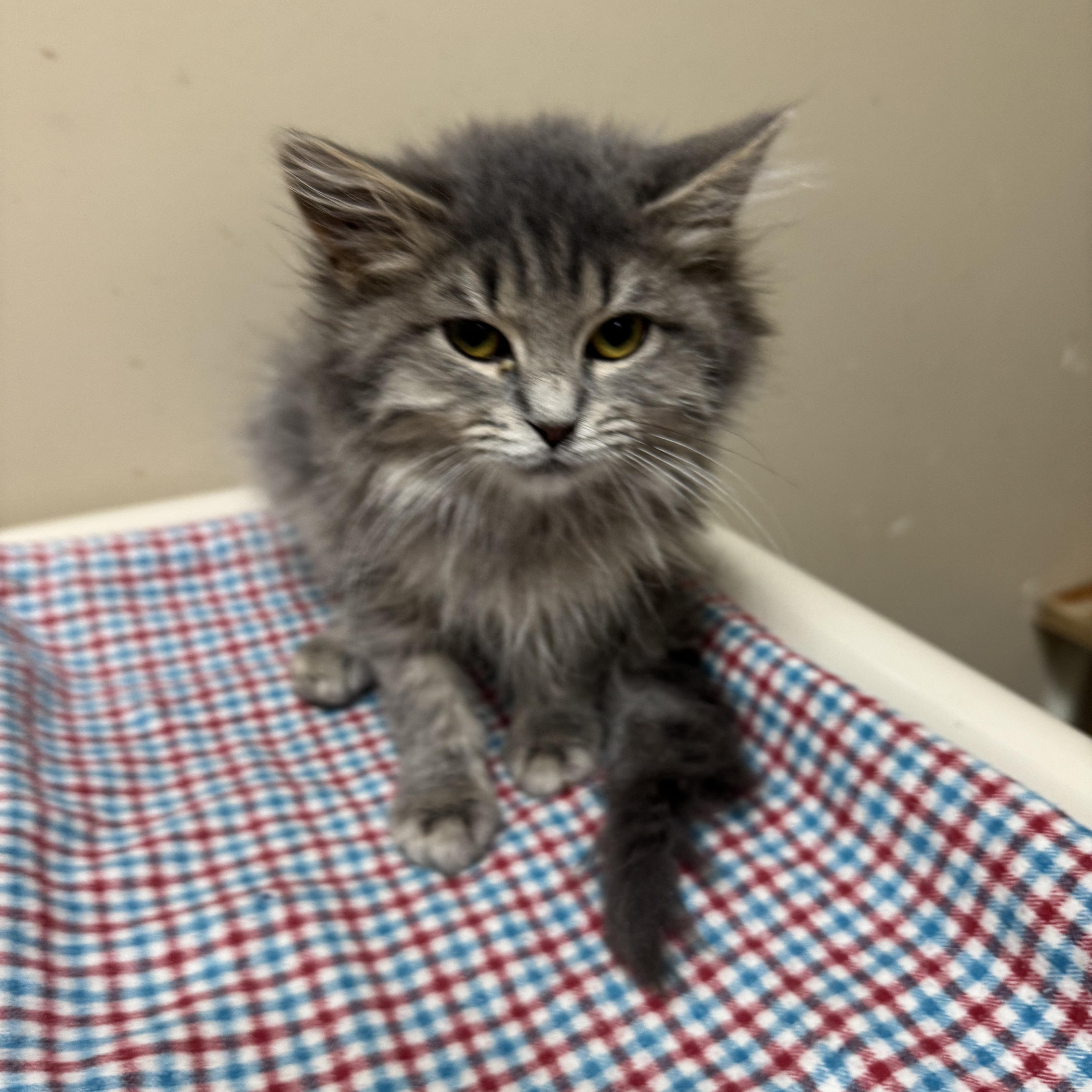 Chanel, Adoptable, Kitten Female Domestic Long Hair.